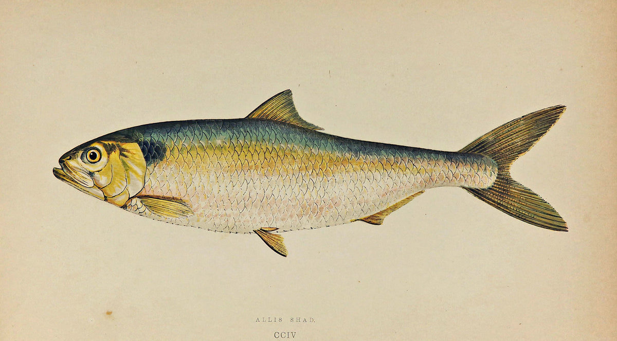 Allis Shad Fish Antique Print, Jonathan Couch - Authentic Vintage Antique Print