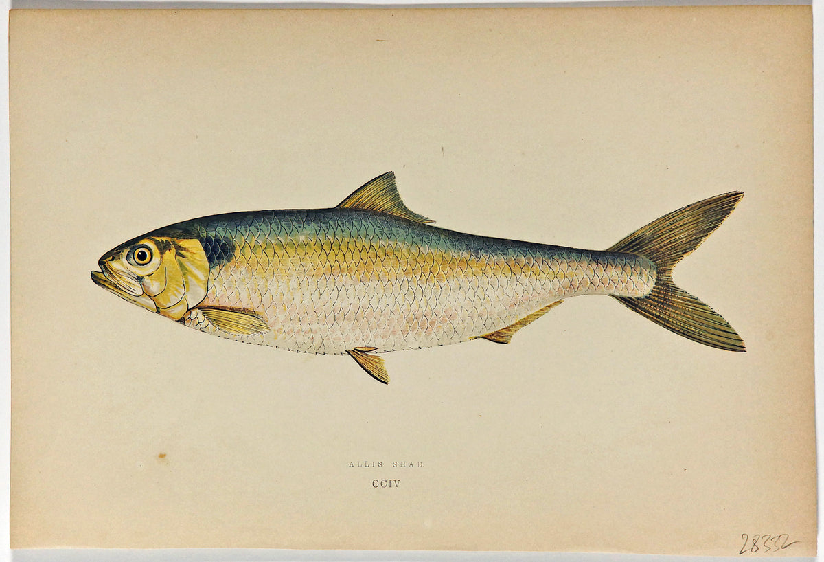 Allis Shad Fish Antique Print, Jonathan Couch - Authentic Vintage Antique Print