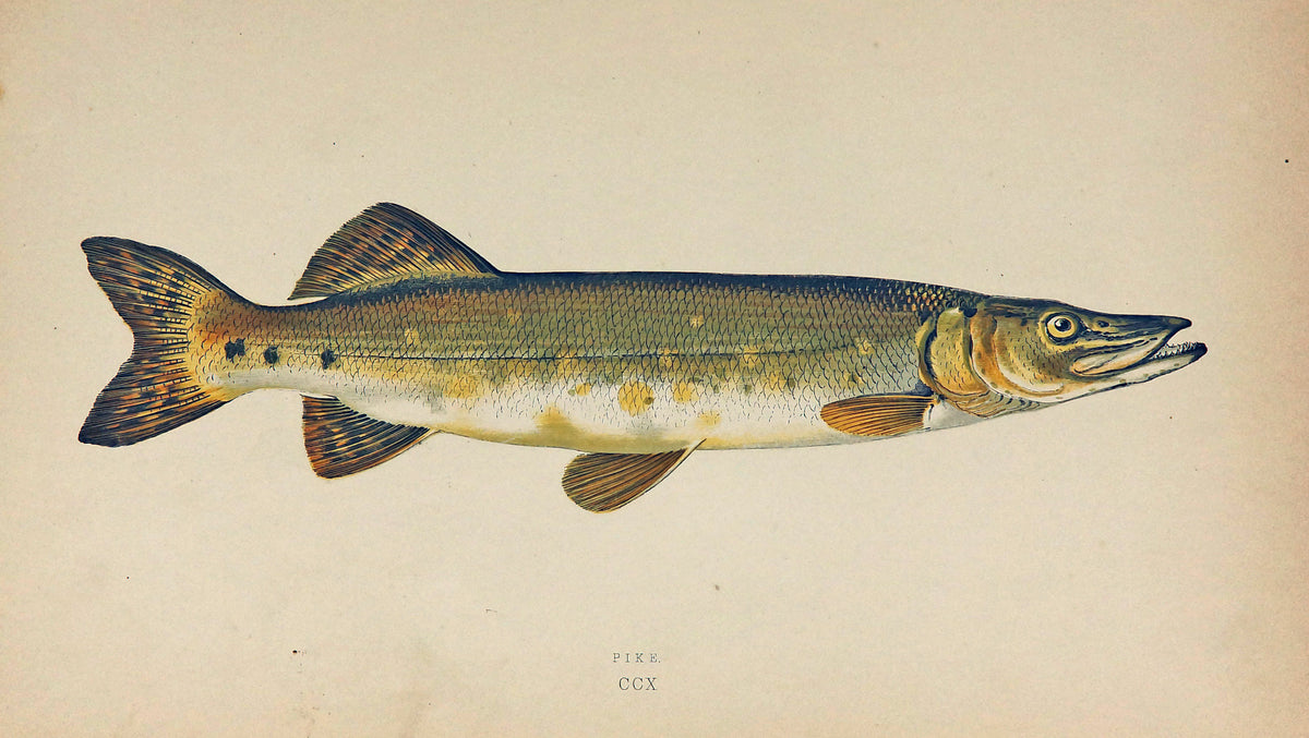 Pike Fish Antique Print, Jonathan Couch - Authentic Vintage Antique Print