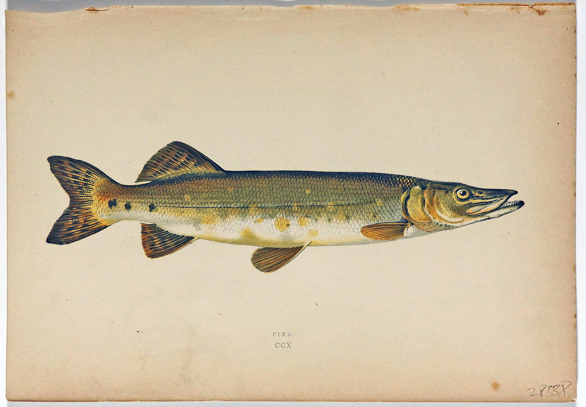 Pike Fish Antique Print, Jonathan Couch - Authentic Vintage Antique Print