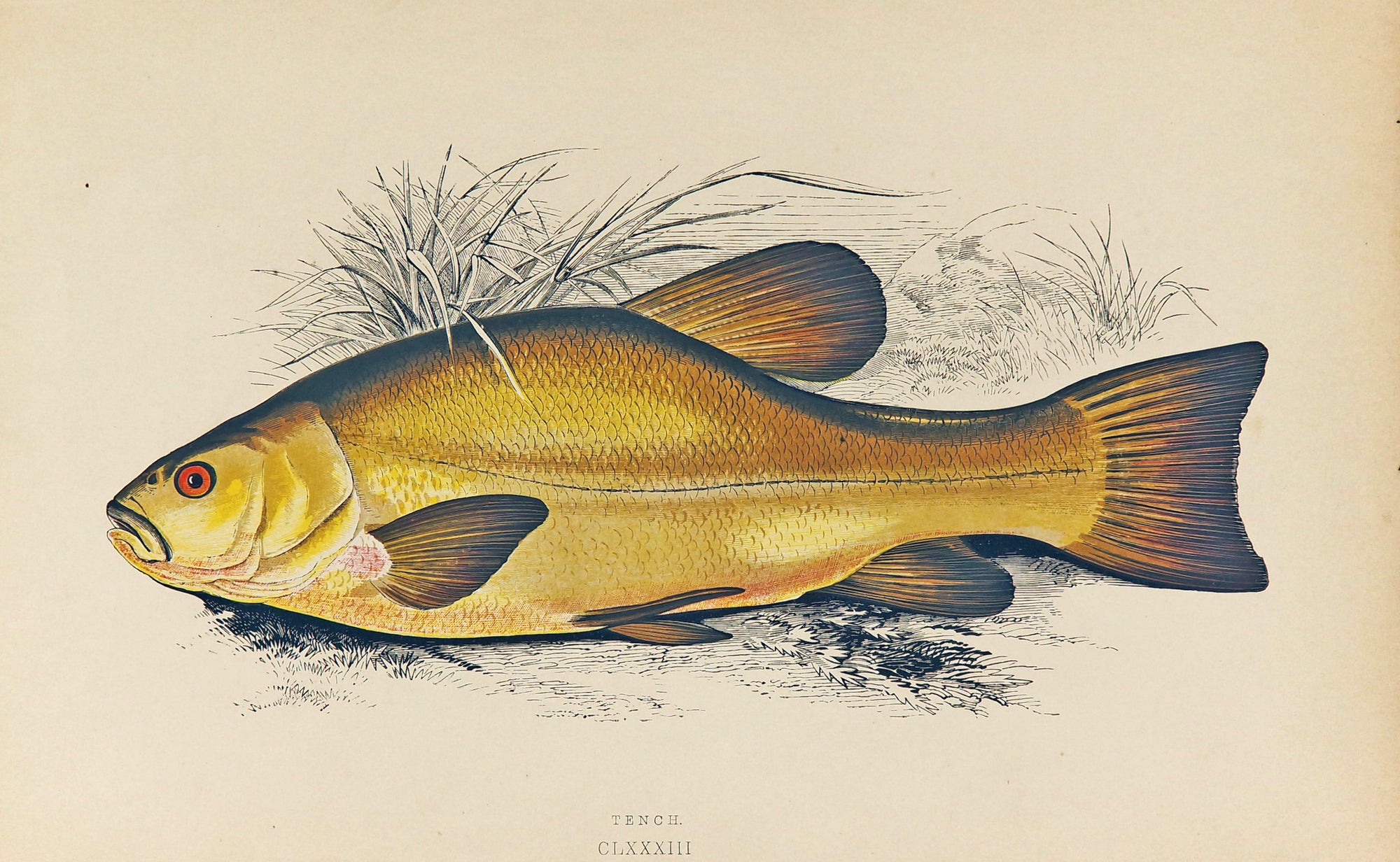 Tench Fish Antique Print, Jonathan Couch - Authentic Vintage Antique Print