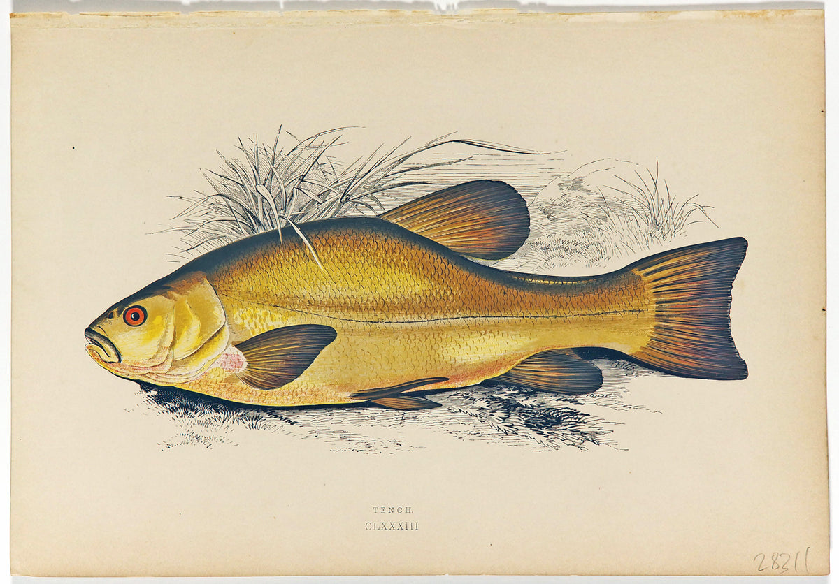 Tench Fish Antique Print, Jonathan Couch - Authentic Vintage Antique Print