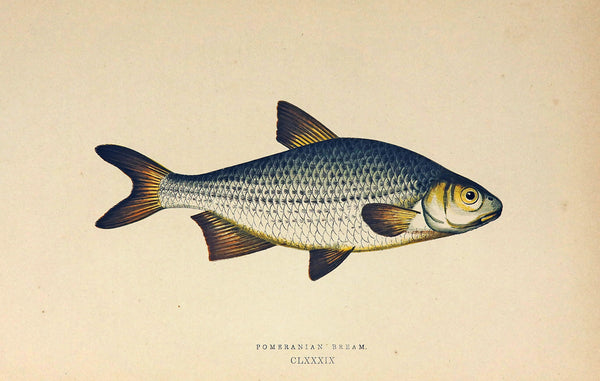Pomeranian Bream Fish Antique Print, Jonathan Couch - Authentic Vintage Antique Print