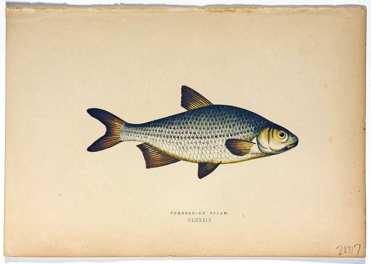 Pomeranian Bream Fish Antique Print, Jonathan Couch - Authentic Vintage Antique Print