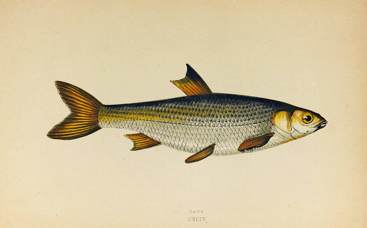 Dace Fish Antique Print, Jonathan Couch - Authentic Vintage Antique Print
