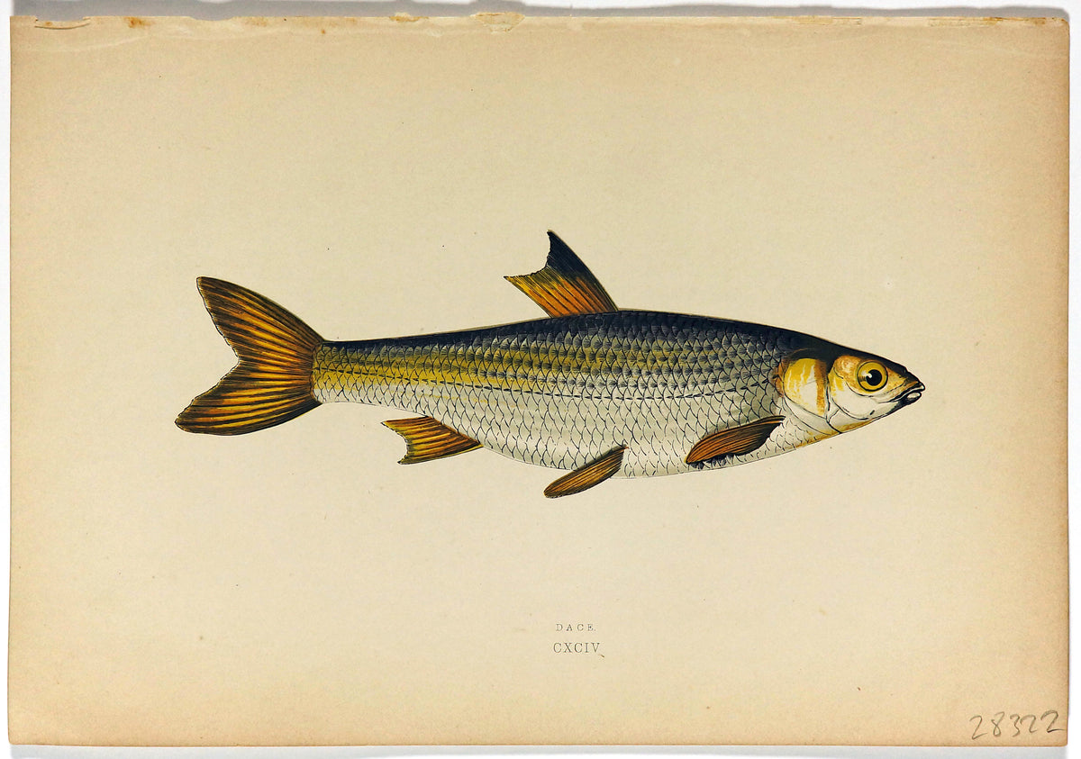 Dace Fish Antique Print, Jonathan Couch - Authentic Vintage Antique Print