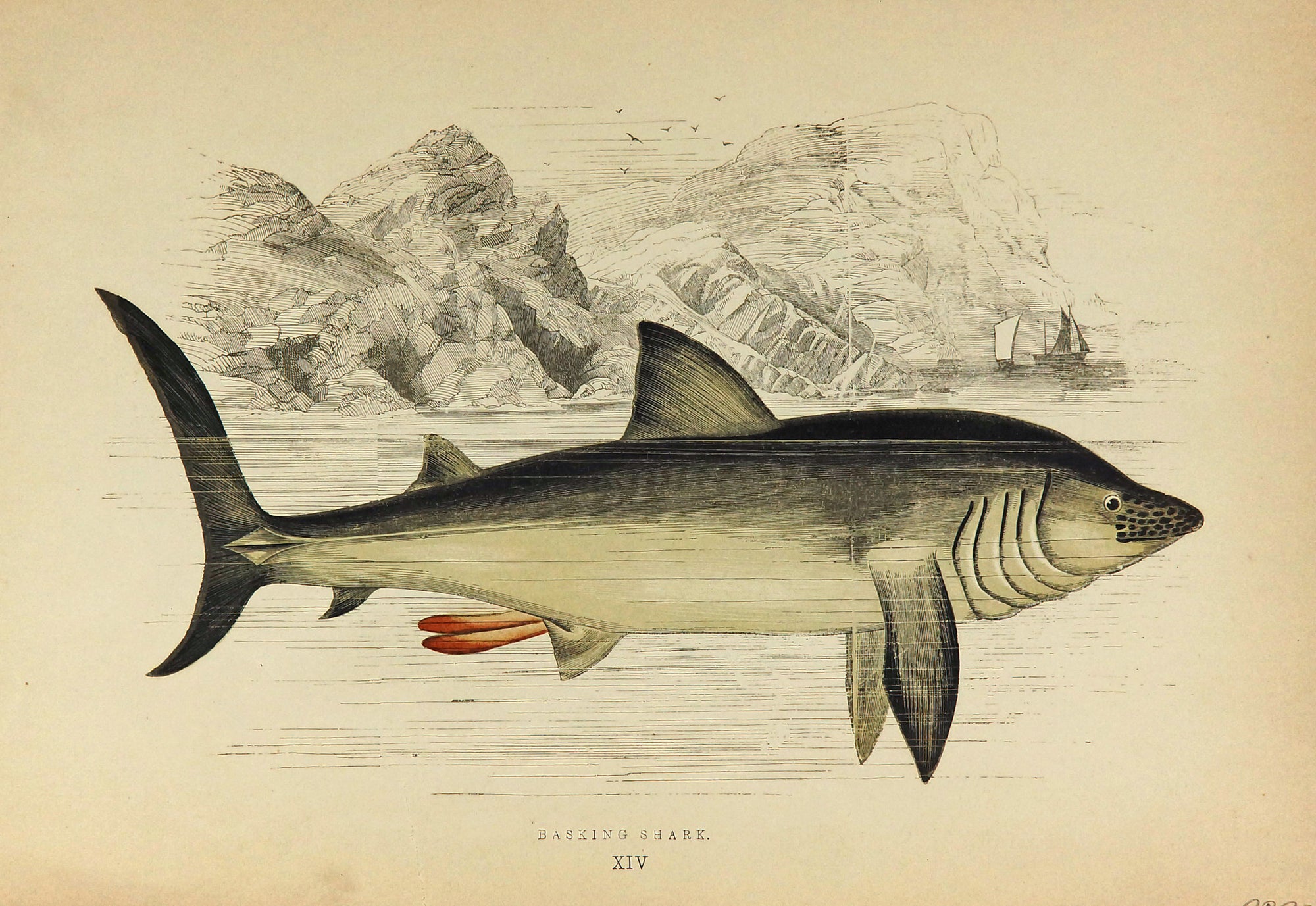 Basking Shark Antique Print, Jonathan Couch - Authentic Vintage Antique Print