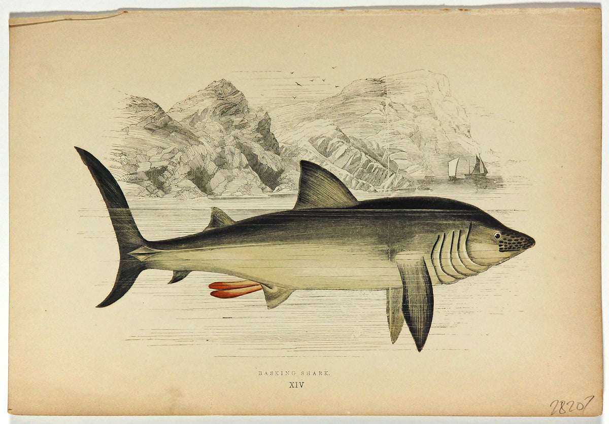 Basking Shark Antique Print, Jonathan Couch - Authentic Vintage Antique Print