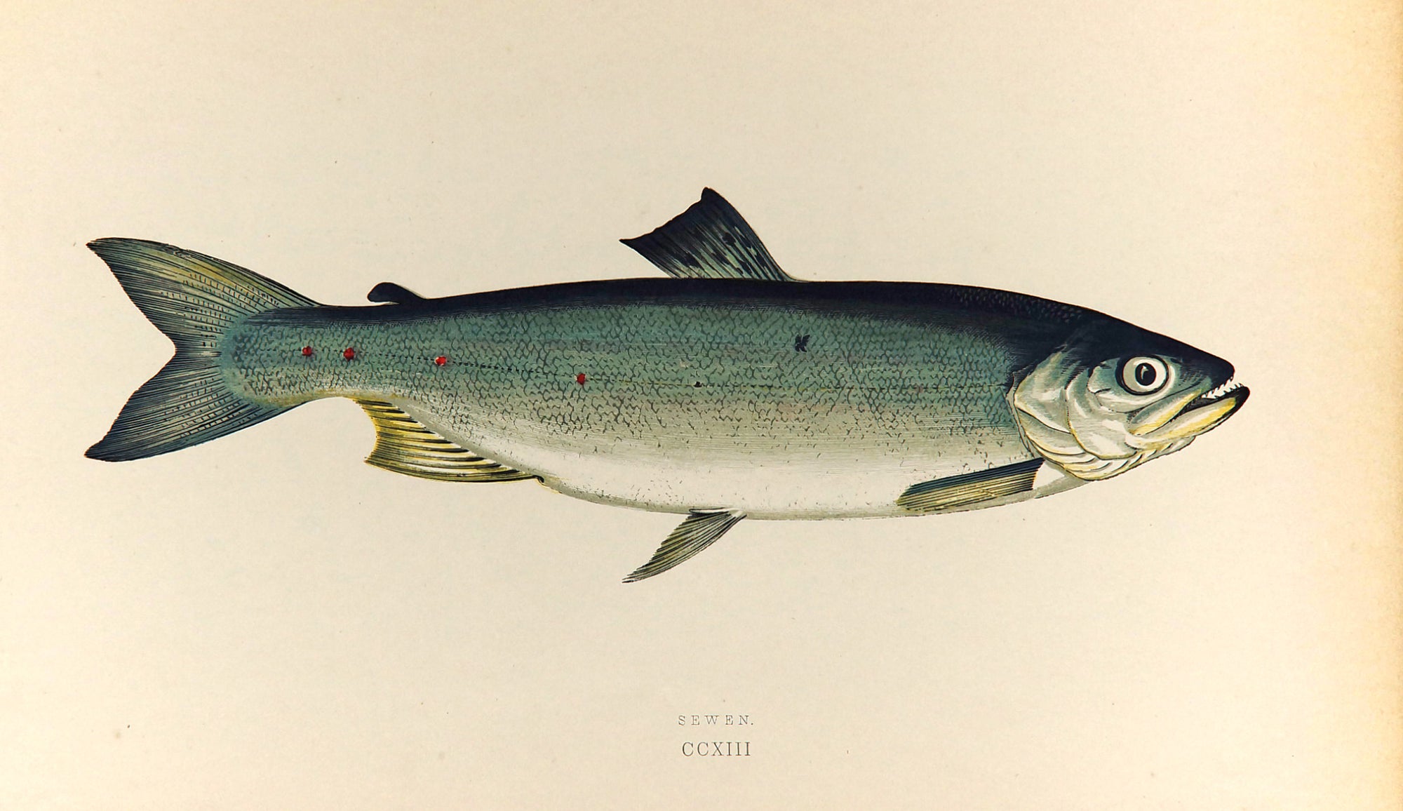 Sewen Fish Antique Print, Jonathan Couch - Authentic Vintage Antique Print