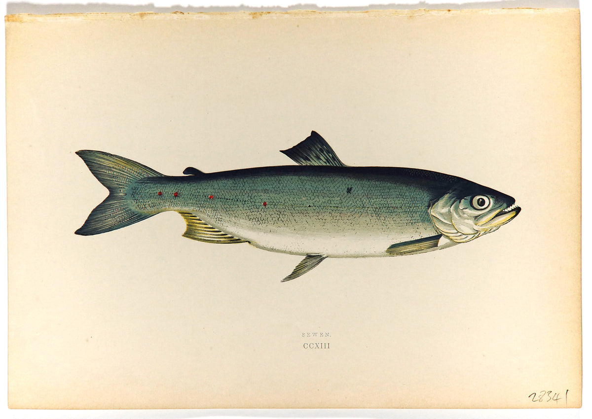 Sewen Fish Antique Print, Jonathan Couch - Authentic Vintage Antique Print