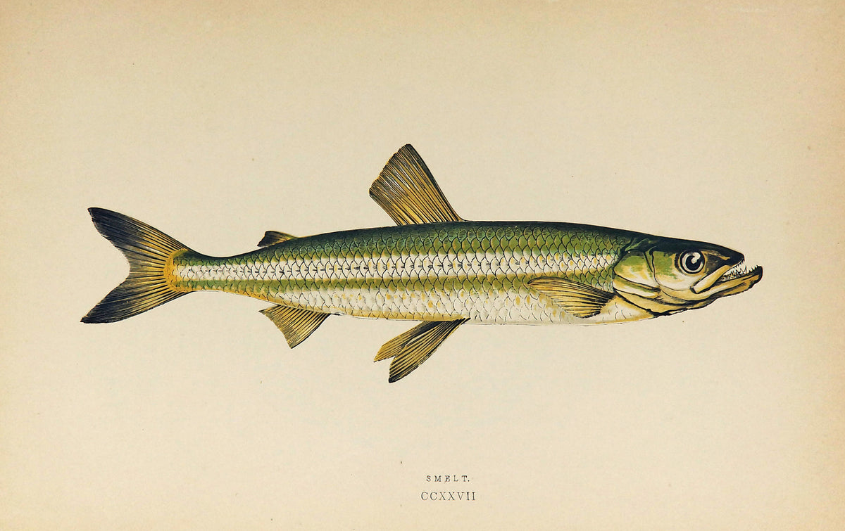 Smelt Fish Antique Print, Jonathan Couch - Authentic Vintage Antique Print