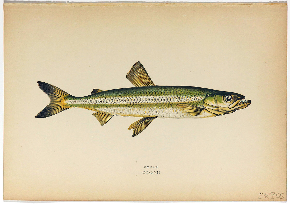 Smelt Fish Antique Print, Jonathan Couch - Authentic Vintage Antique Print