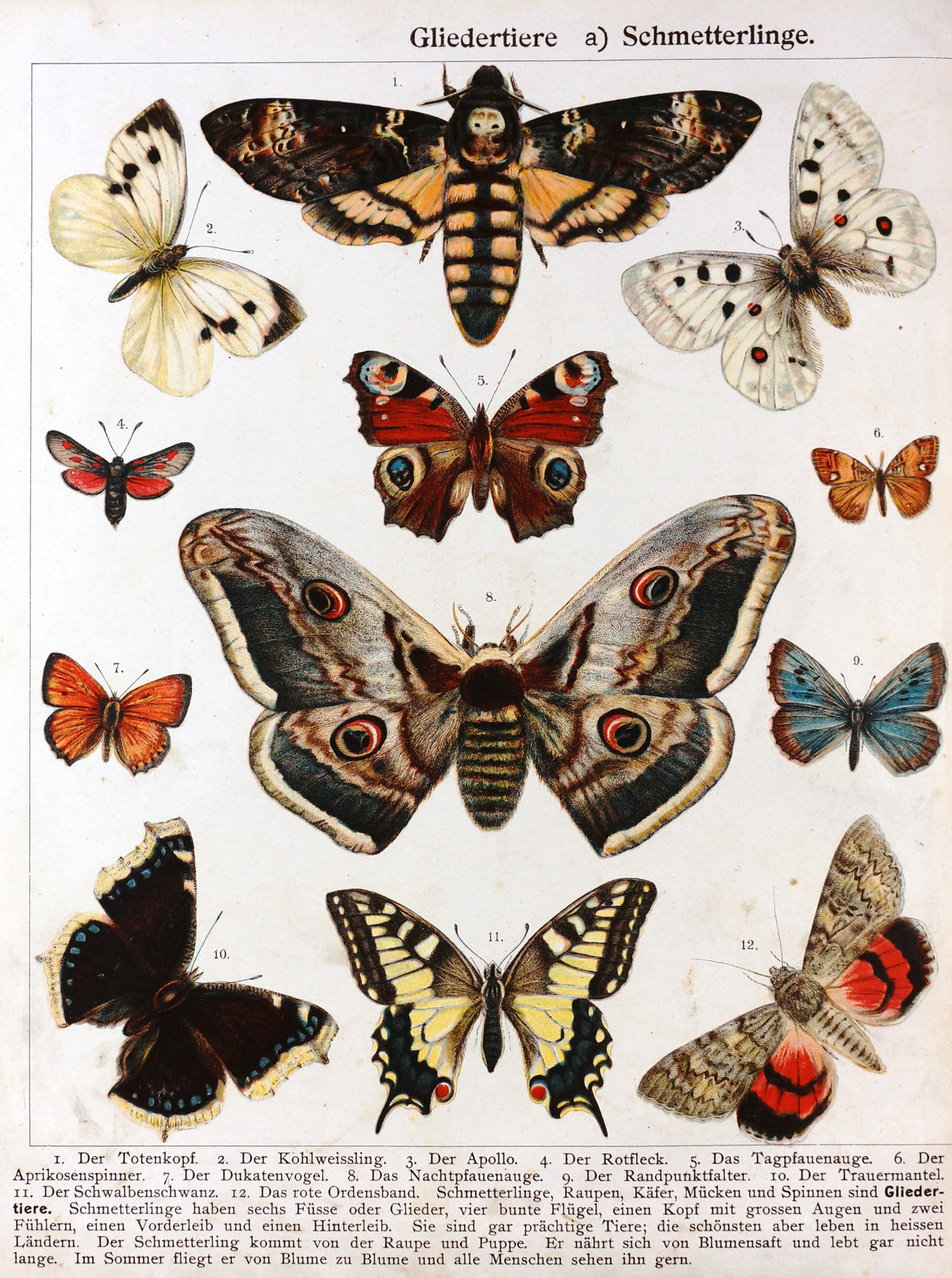 Butterfly, Moths Death&#39;s-head Hawkmoth Antique Chromolithograph - Authentic Vintage Antique Print