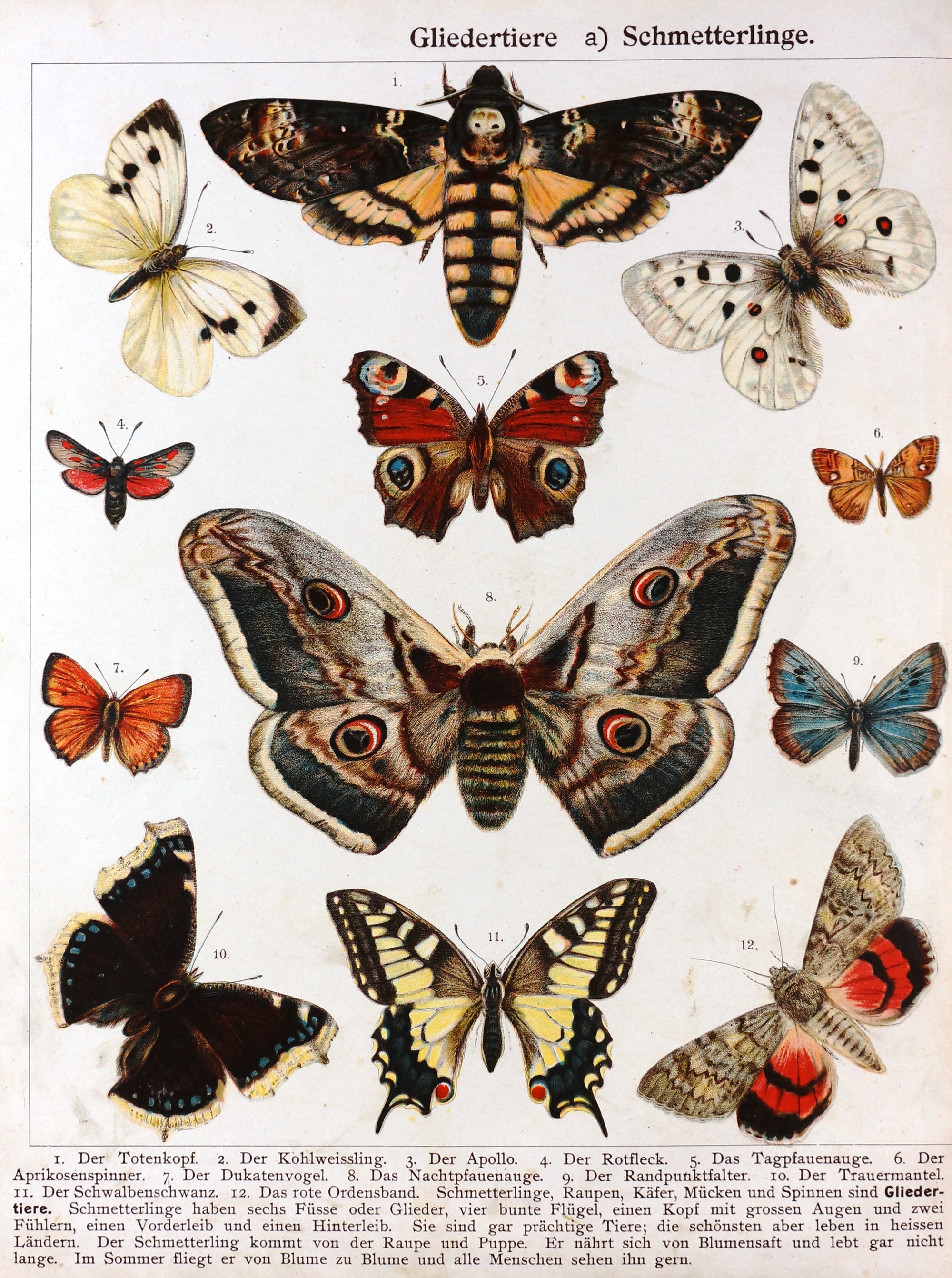 Butterfly, Moths Death's-head Hawkmoth Antique Chromolithograph - Authentic Vintage Antique Print