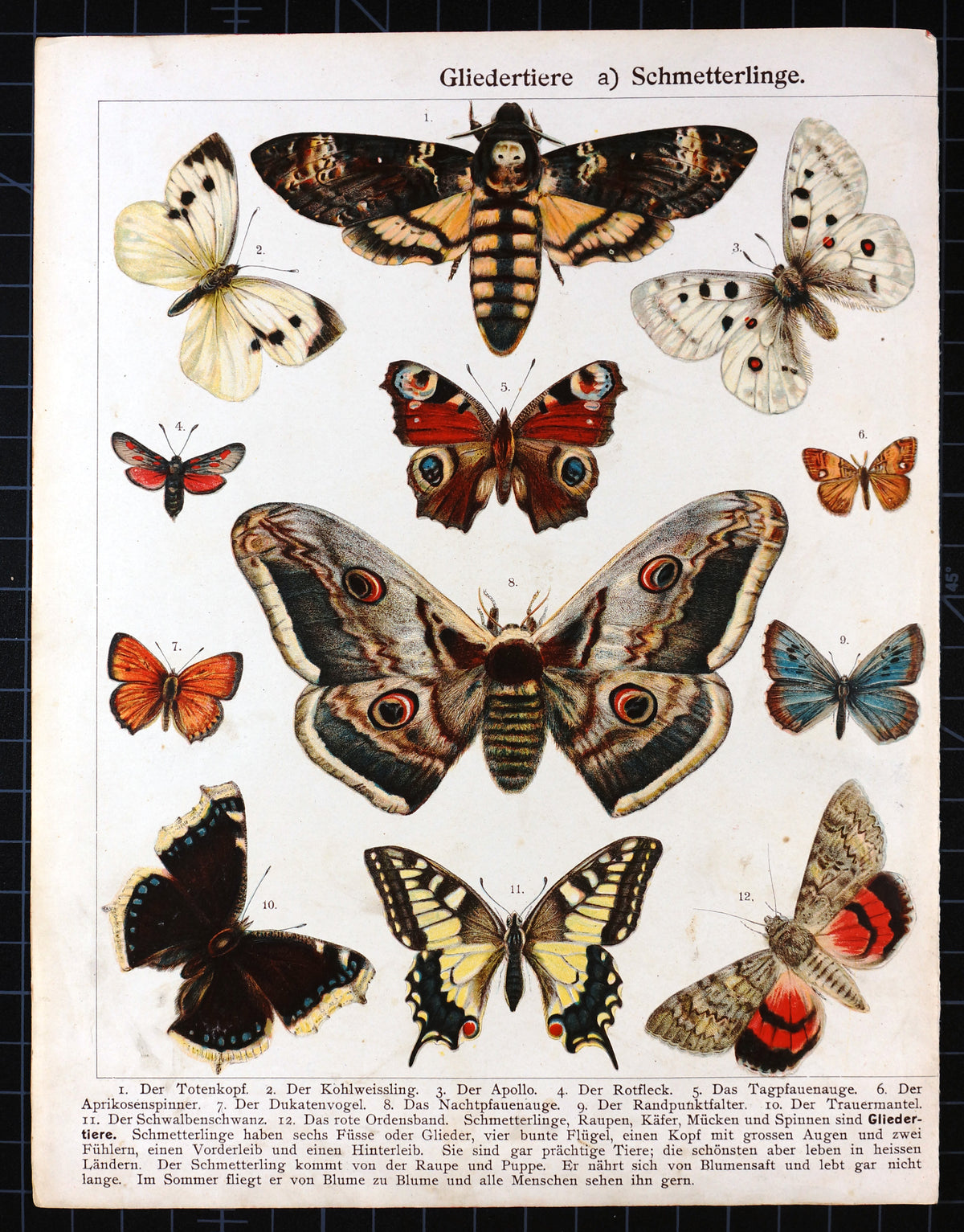 Butterfly, Moths Death&#39;s-head Hawkmoth Antique Chromolithograph - Authentic Vintage Antique Print