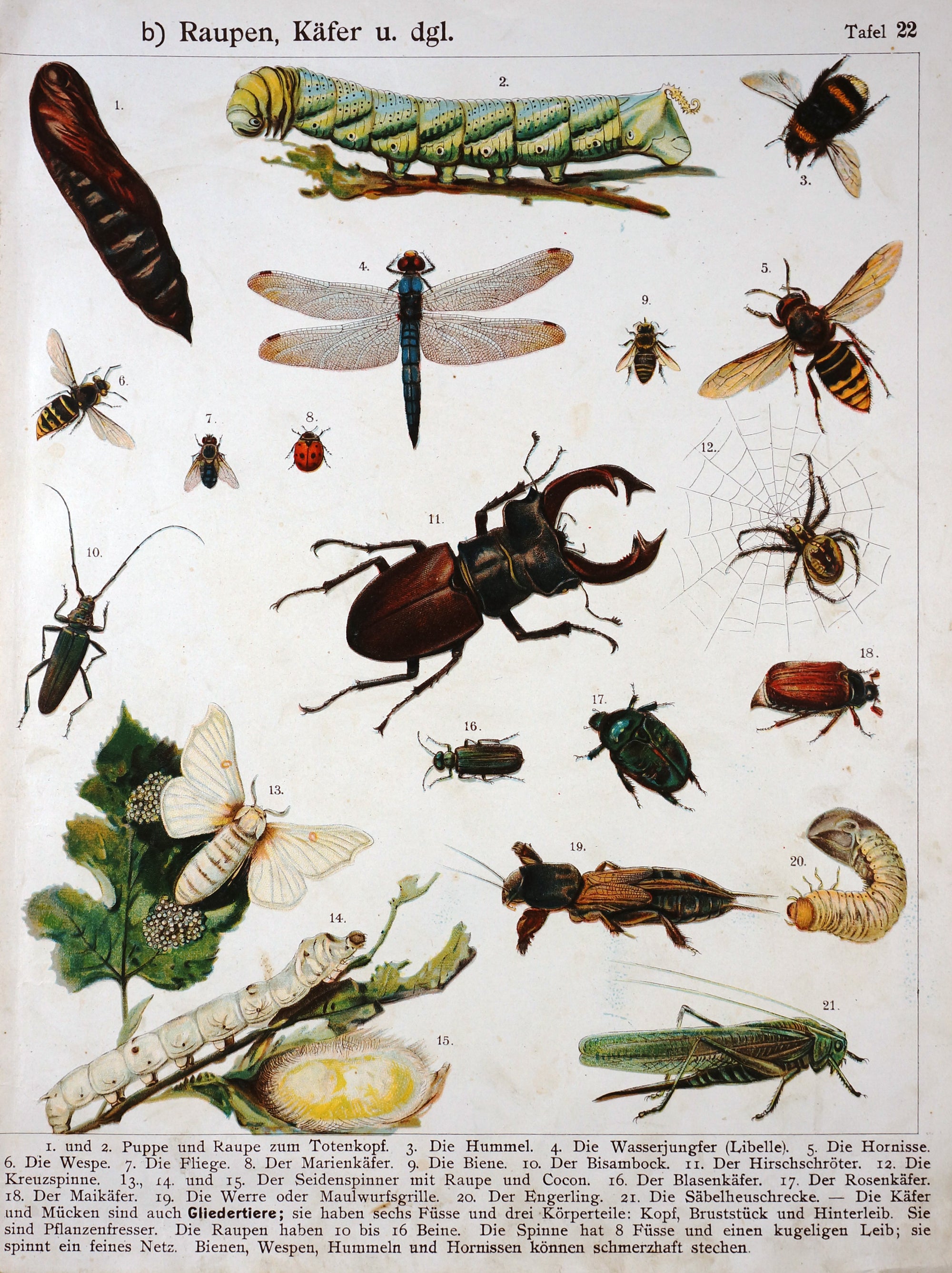 Bees, Wasps, Beetles, Grasshoppers and More, Antique Chromolithograph - Authentic Vintage Antique Print