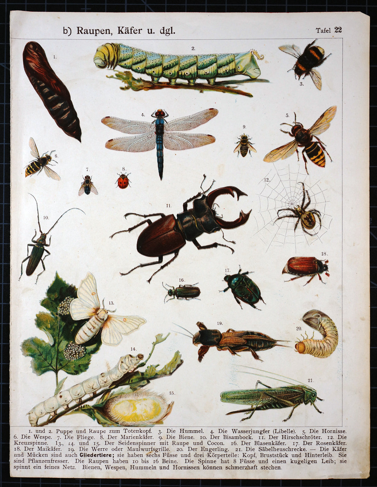 Bees, Wasps, Beetles, Grasshoppers and More, Antique Chromolithograph - Authentic Vintage Antique Print