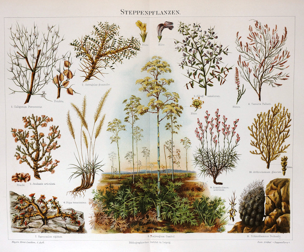 Steppe Plants Antique Chromolithograph - Authentic Vintage Antique Print