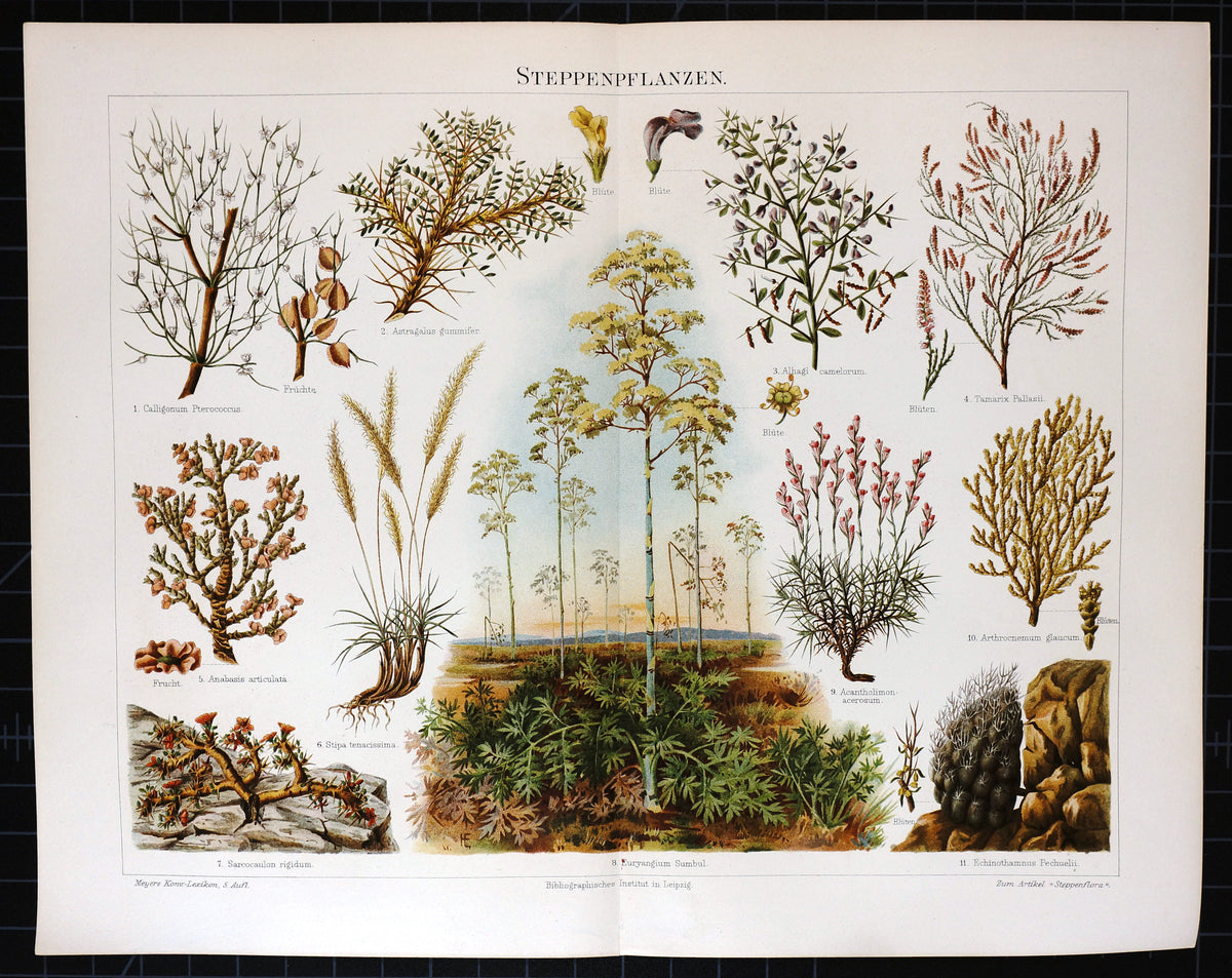 Steppe Plants Antique Chromolithograph - Authentic Vintage Antique Print