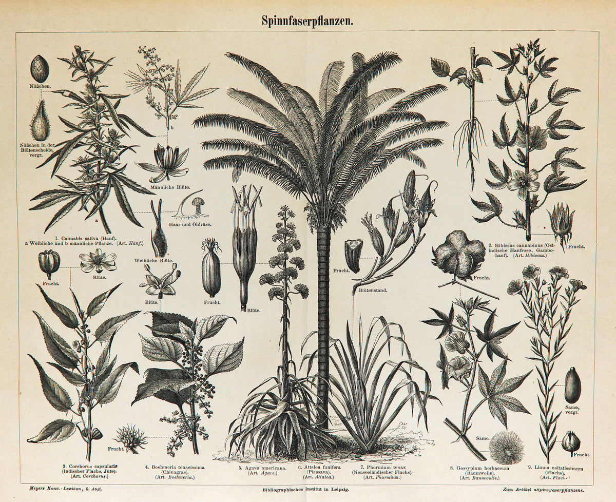 Fiber Plants, Palms &amp; Cannabis Antique Engraving - Authentic Vintage Antique Print