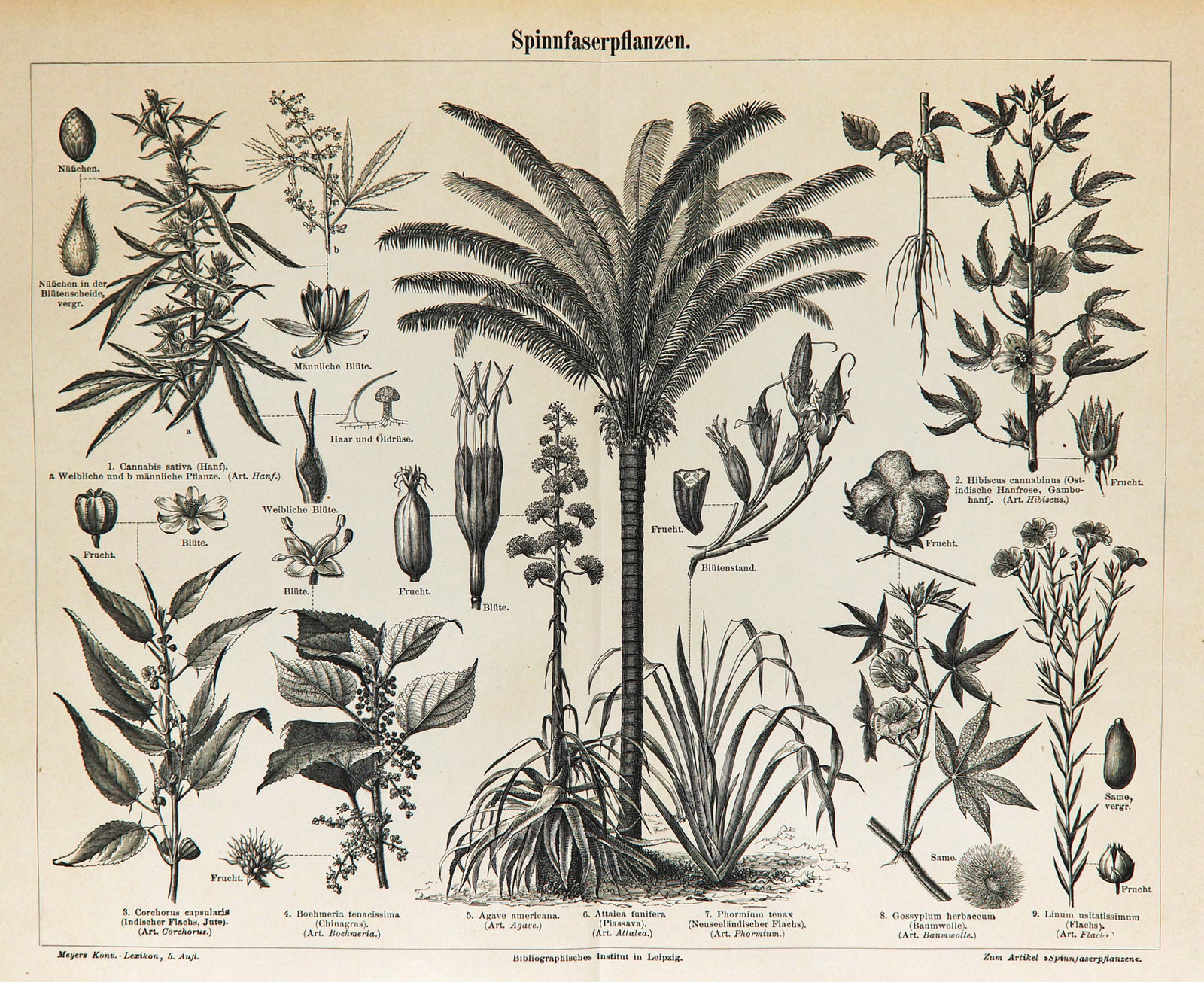 Fiber Plants, Palms & Cannabis Antique Engraving - Authentic Vintage Antique Print