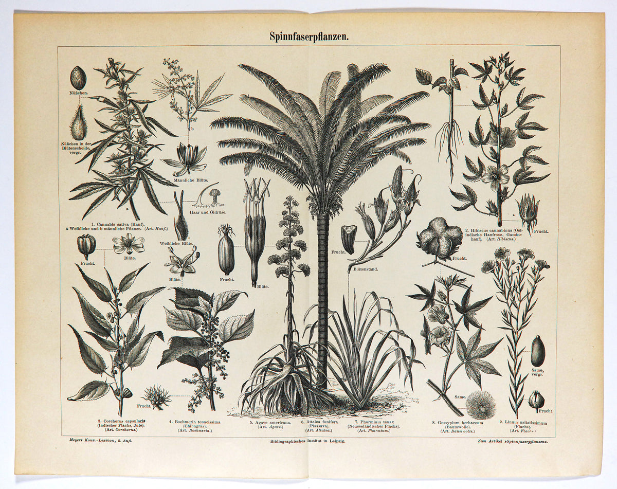 Fiber Plants, Palms &amp; Cannabis Antique Engraving - Authentic Vintage Antique Print