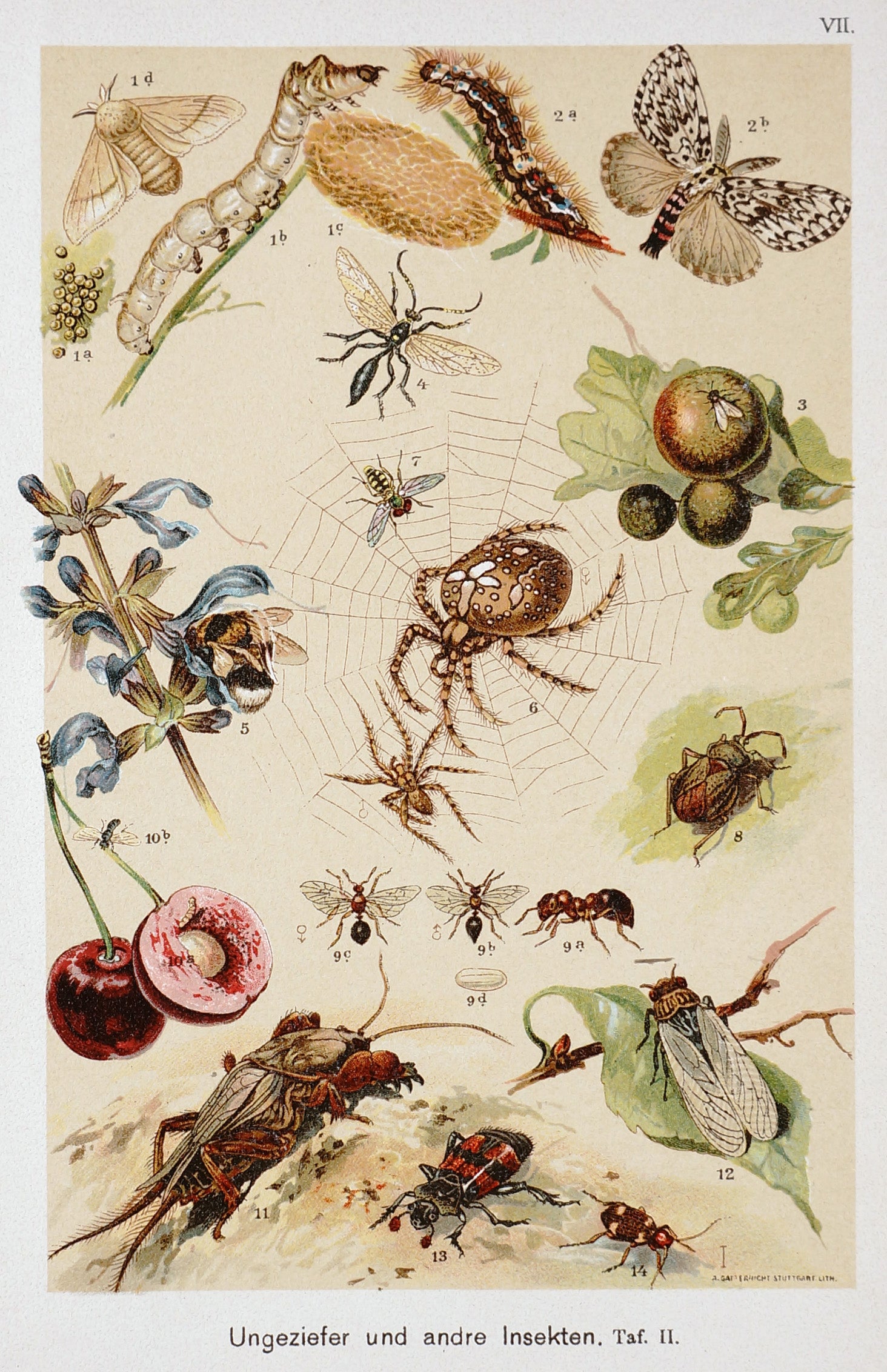 Spiders, Bees, Ants & Beetles Antique Chromolithograph - Authentic Vintage Antique Print