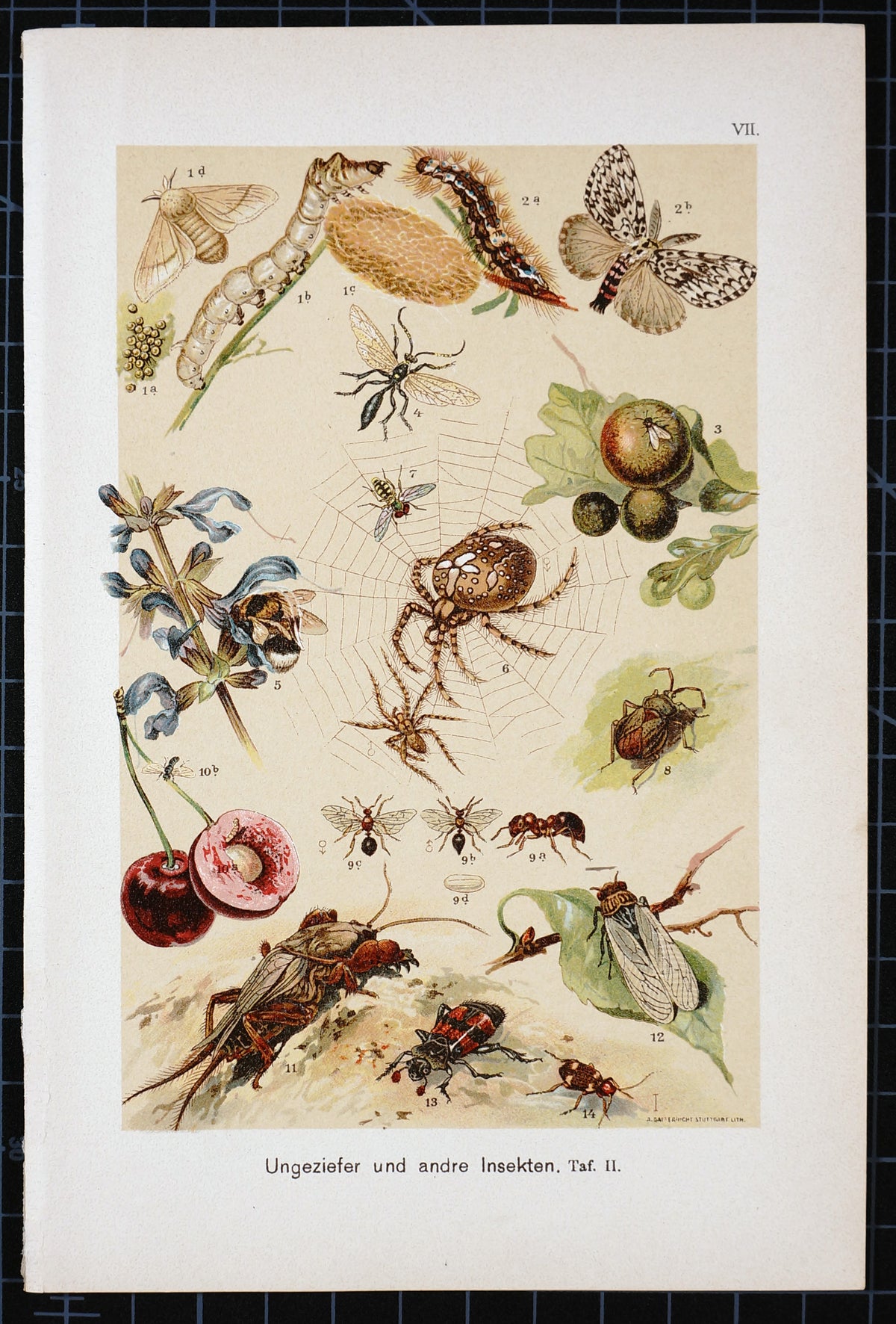 Spiders, Bees, Ants &amp; Beetles Antique Chromolithograph - Authentic Vintage Antique Print