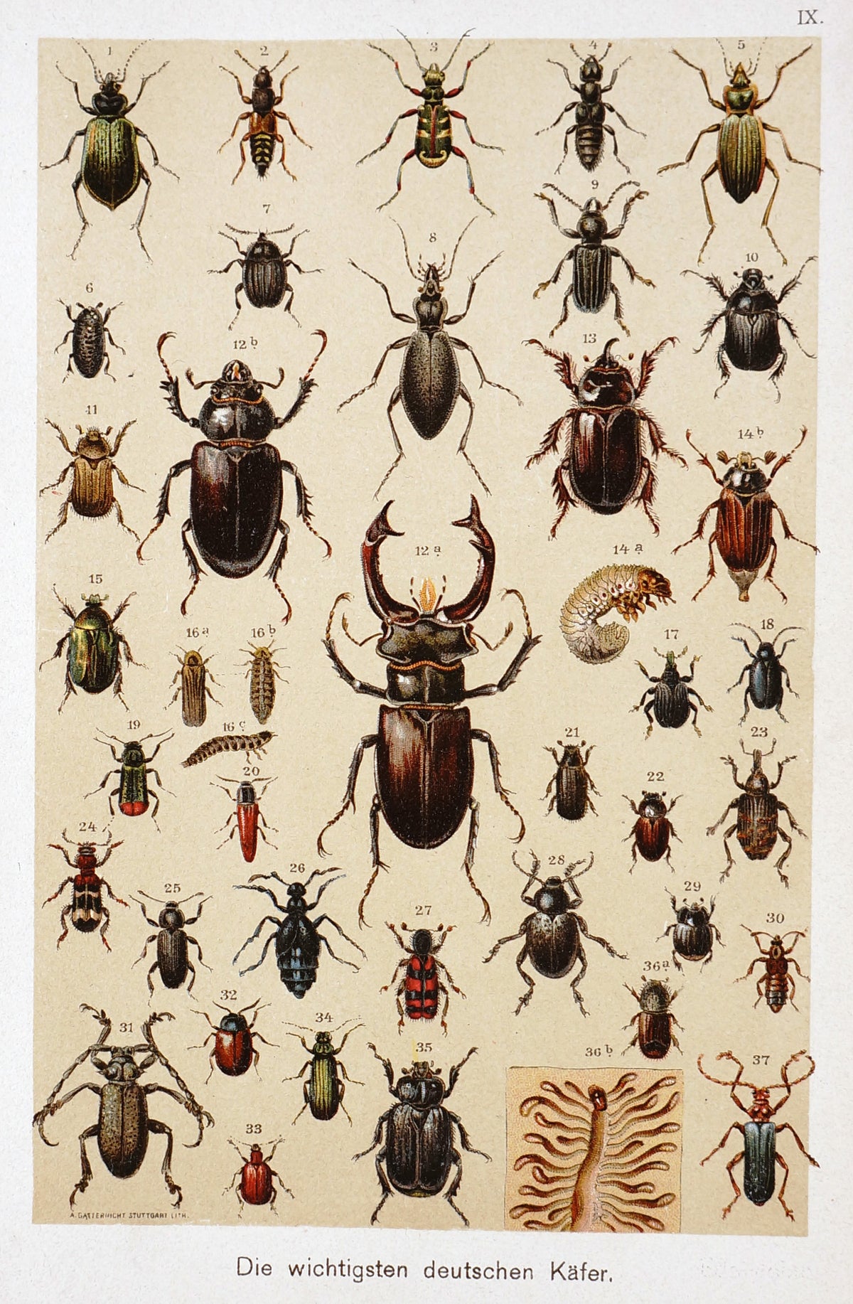 Beetles Antique Chromolithograph - Authentic Vintage Antique Print