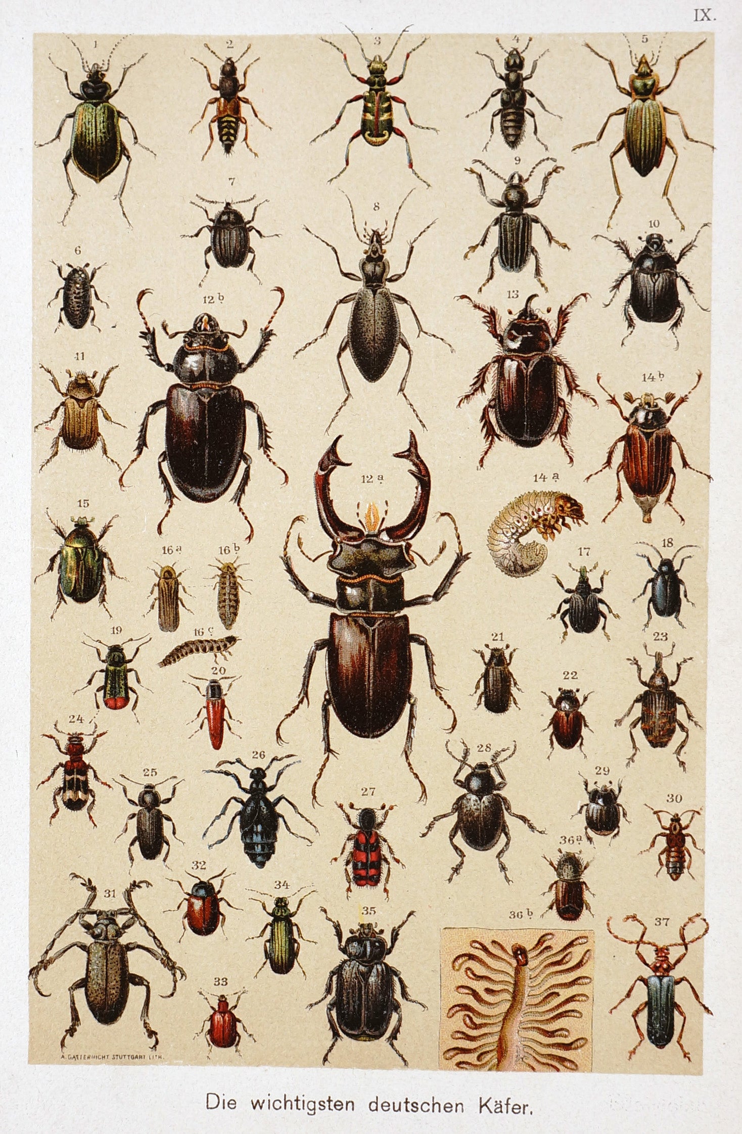Beetles Antique Chromolithograph - Authentic Vintage Antique Print