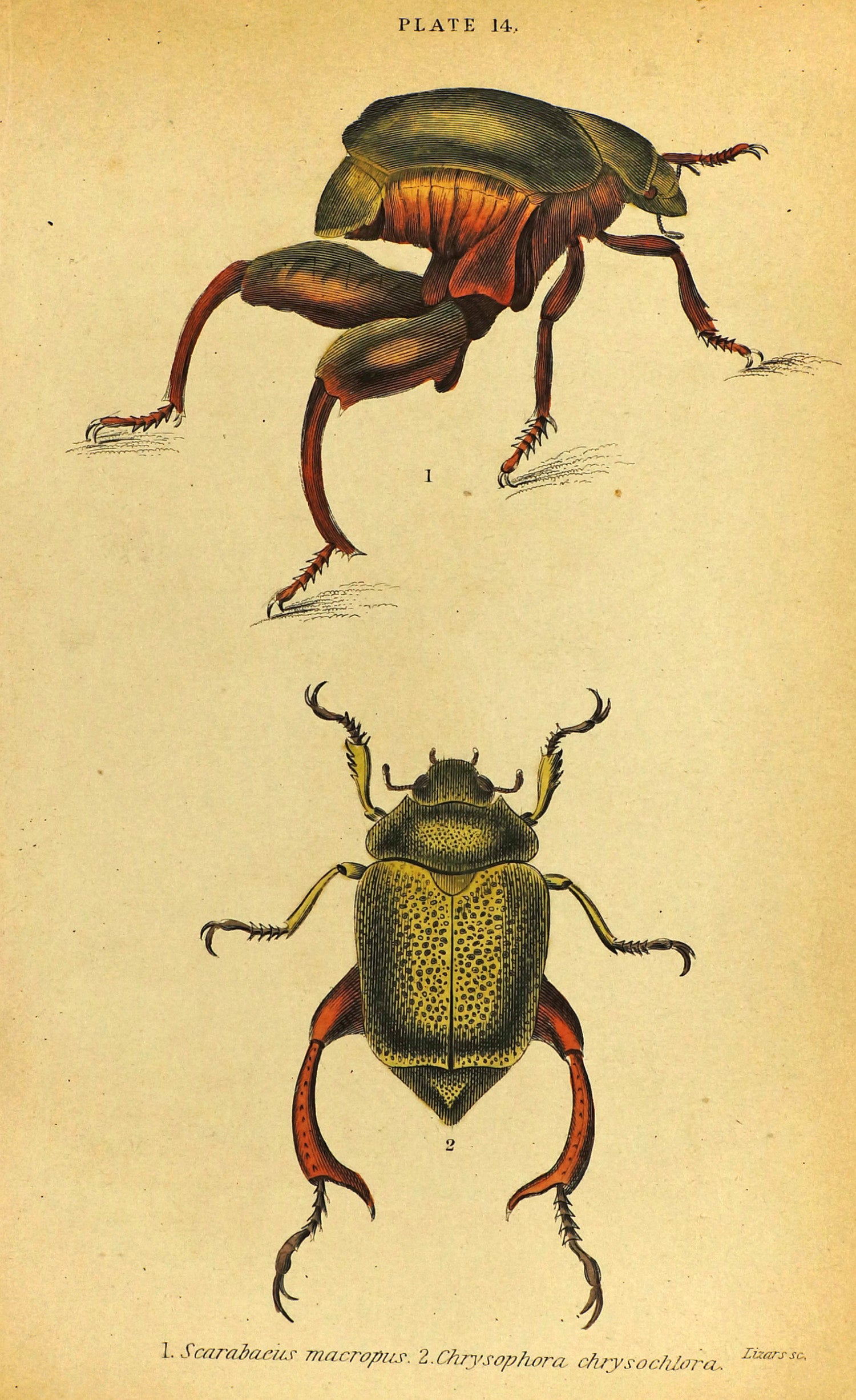 Shining Leaf Beetles, Hand Colored Antique Print - Authentic Vintage Antique Print