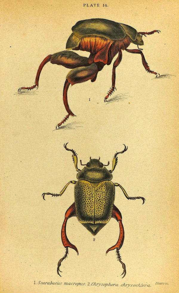 Shining Leaf Beetles, Hand Colored Antique Print - Authentic Vintage Antique Print