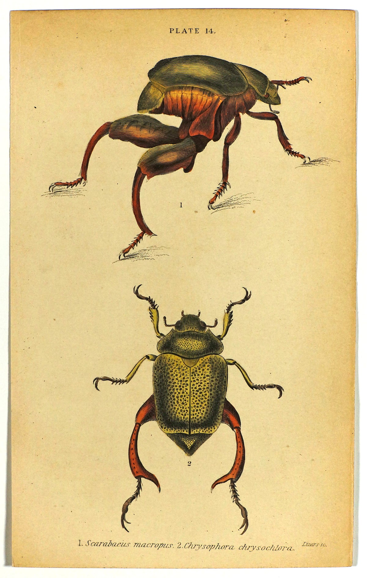 Shining Leaf Beetles, Hand Colored Antique Print - Authentic Vintage Antique Print