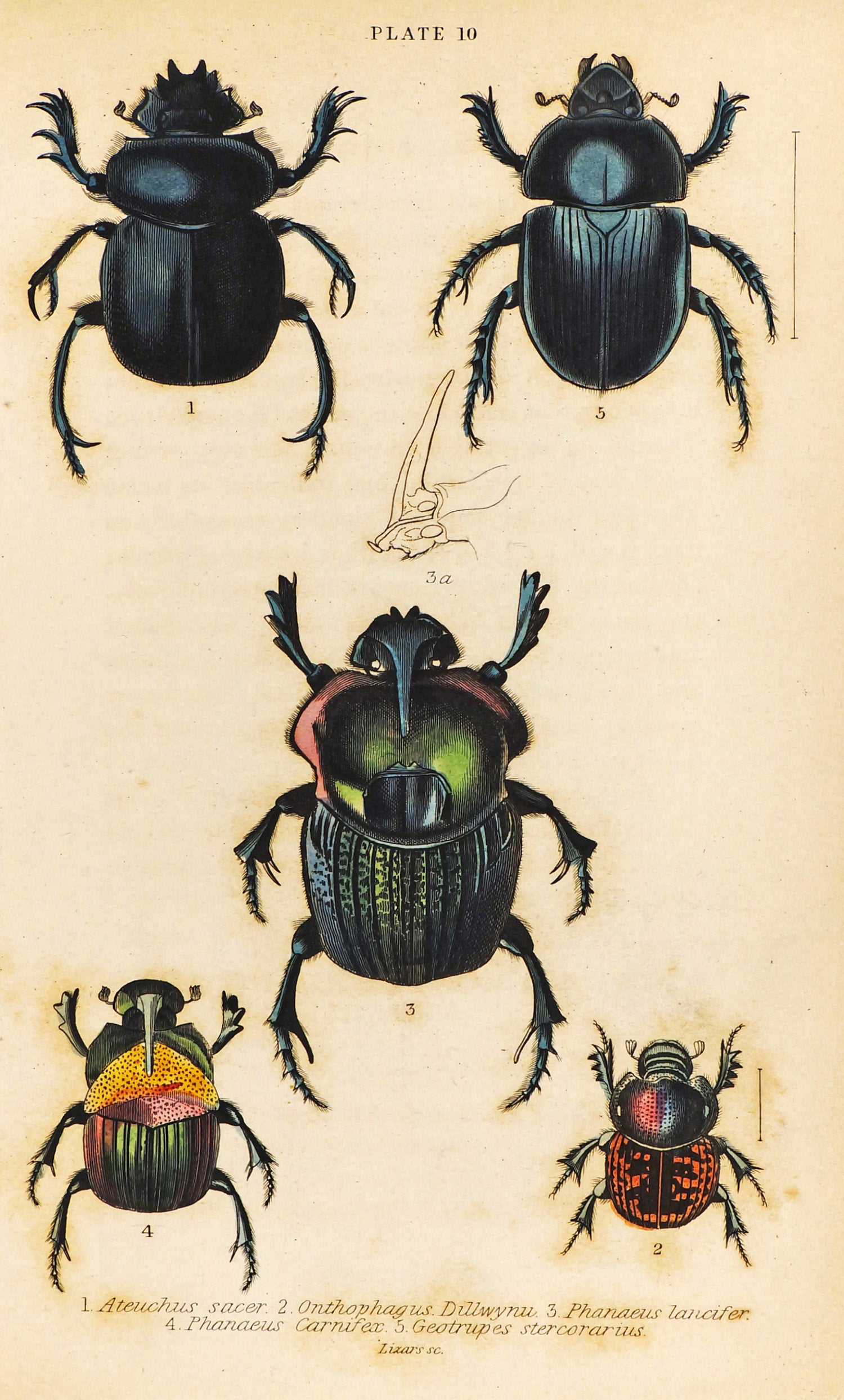 Scarab Beetles, Coleoptera, Hand Colored Antique Print - Authentic Vintage Poster