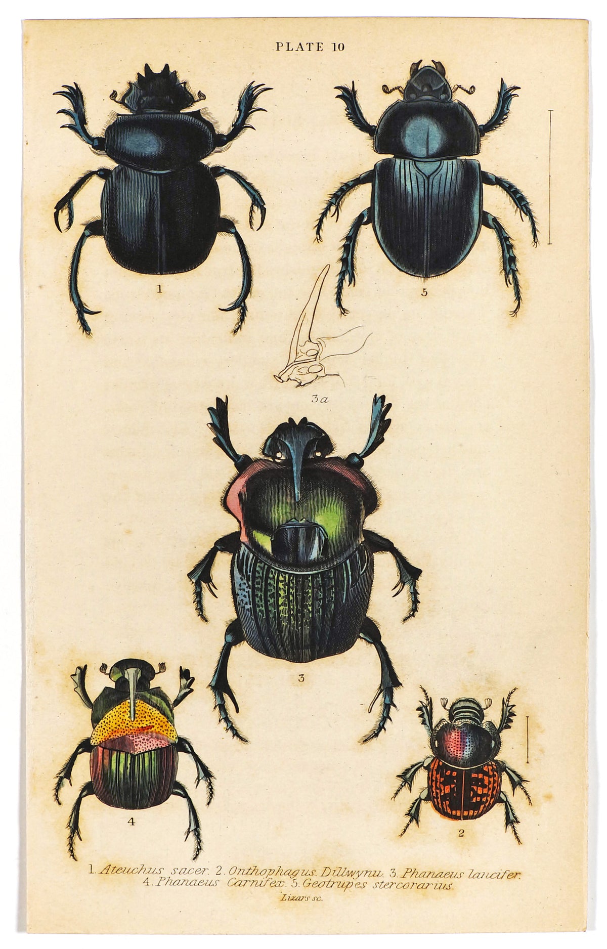 Scarab Beetles, Coleoptera, Hand Colored Antique Print - Authentic Vintage Poster