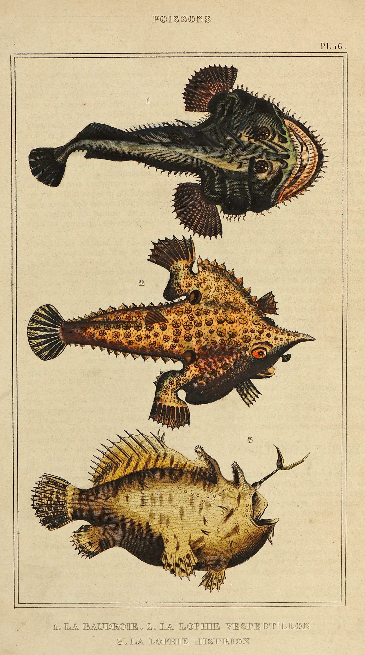 Angler Monkfish & Frog Fish, Hand Colored Engraving - Authentic Vintage Poster
