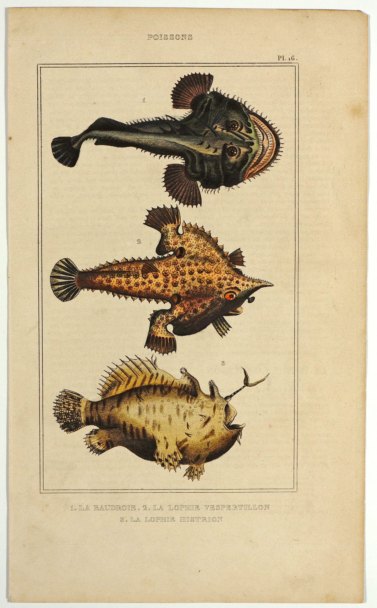 Angler Monkfish &amp; Frog Fish, Hand Colored Engraving - Authentic Vintage Poster