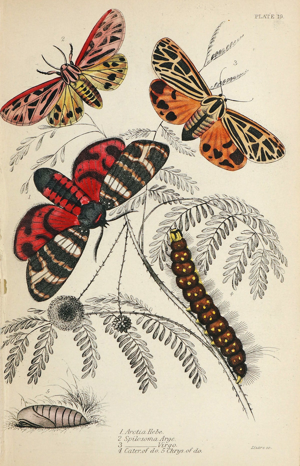 Hebe Tiger Moth, Caterpillar, Hand Colored Antique Engraving - Authentic Vintage Antique Print
