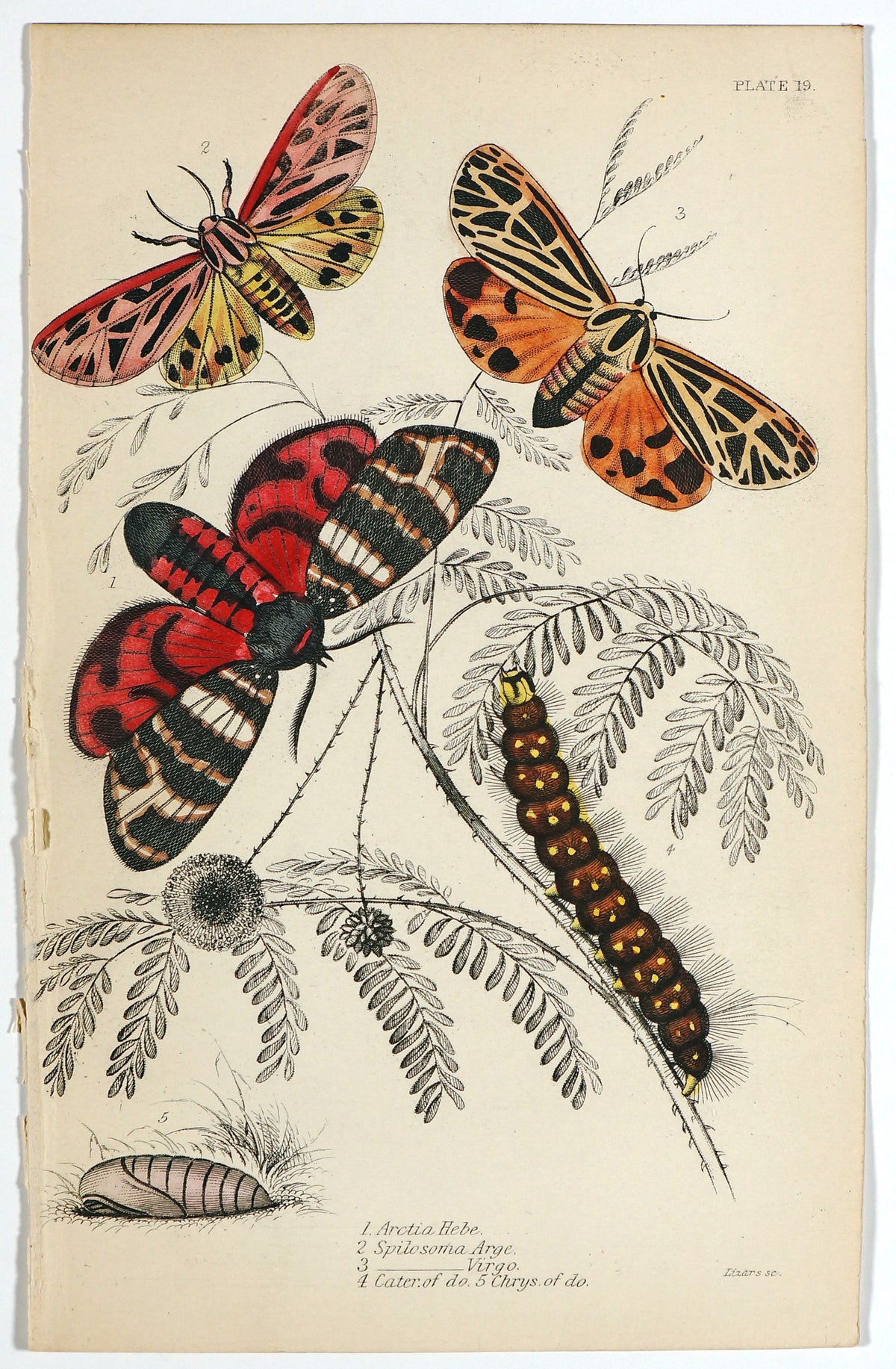 Hebe Tiger Moth, Caterpillar, Hand Colored Antique Engraving - Authentic Vintage Antique Print