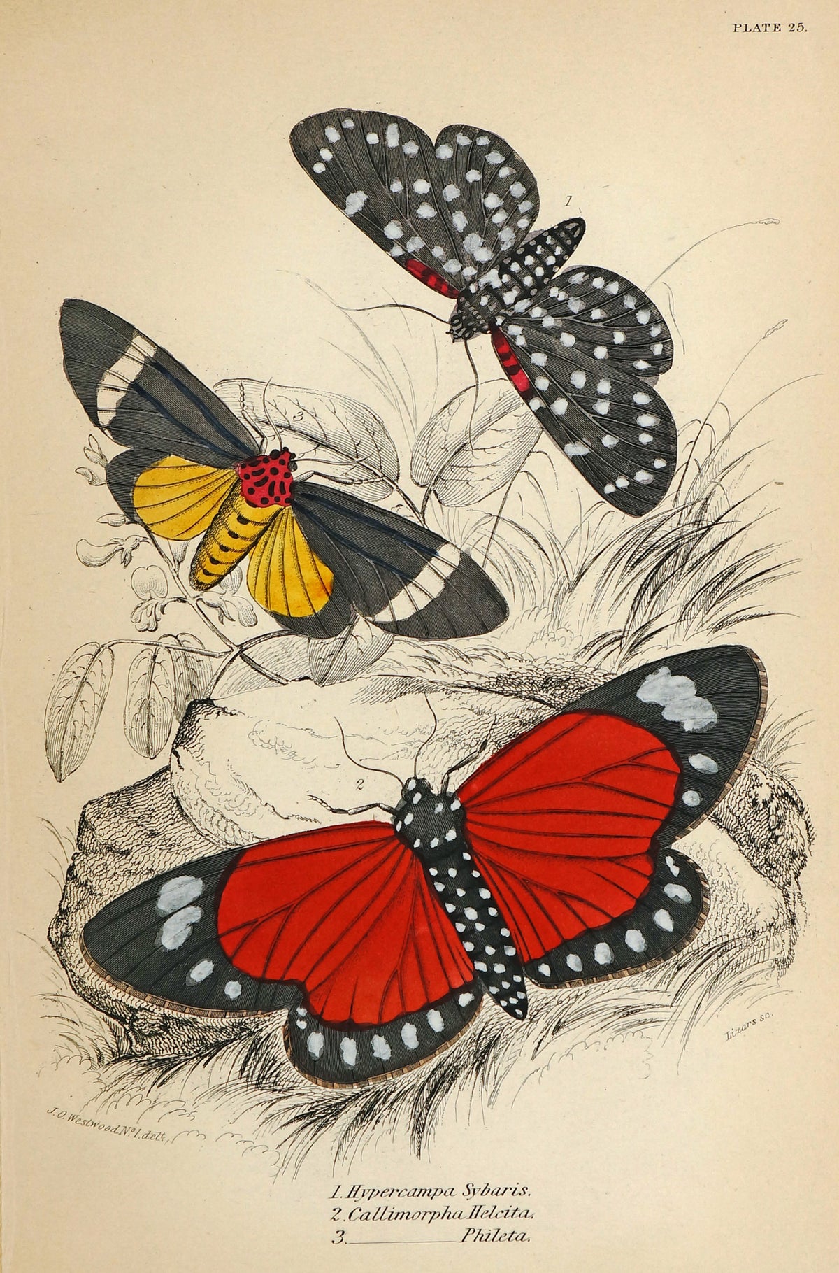 Exotic Moths, C.Phileta, Antique Hand-Colored Engraving - Authentic Vintage Antique Print