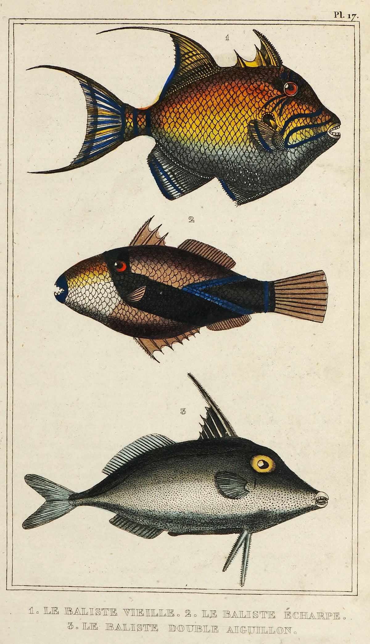 Reef Triggerfish, Exotic Fishes, Hand Colored  Steel Engraving - Authentic Vintage Antique Print