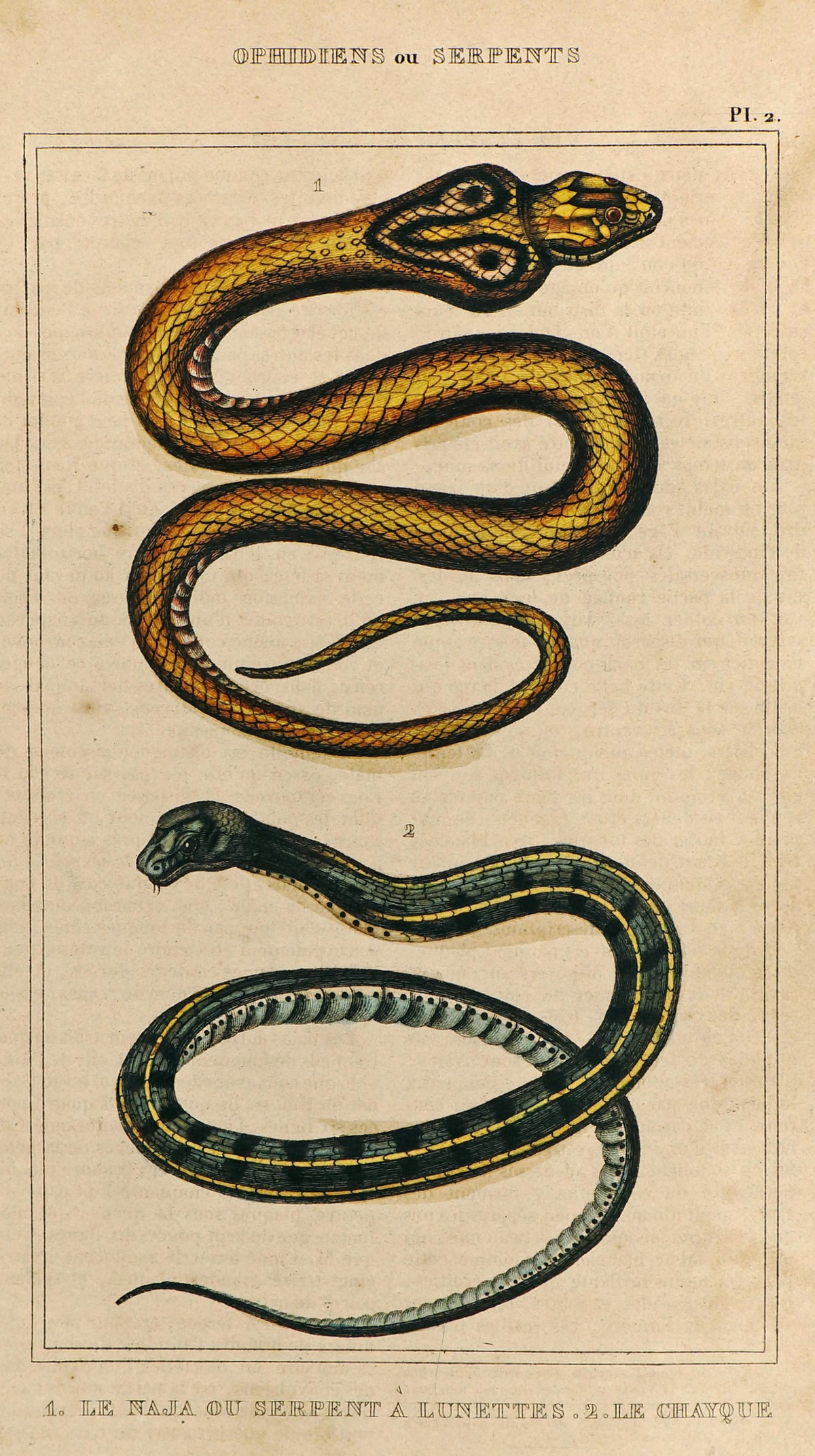 Naja Cobra, Colubrid Snakes, Hand Colored Antique Engraving - Authentic Vintage Antique Print