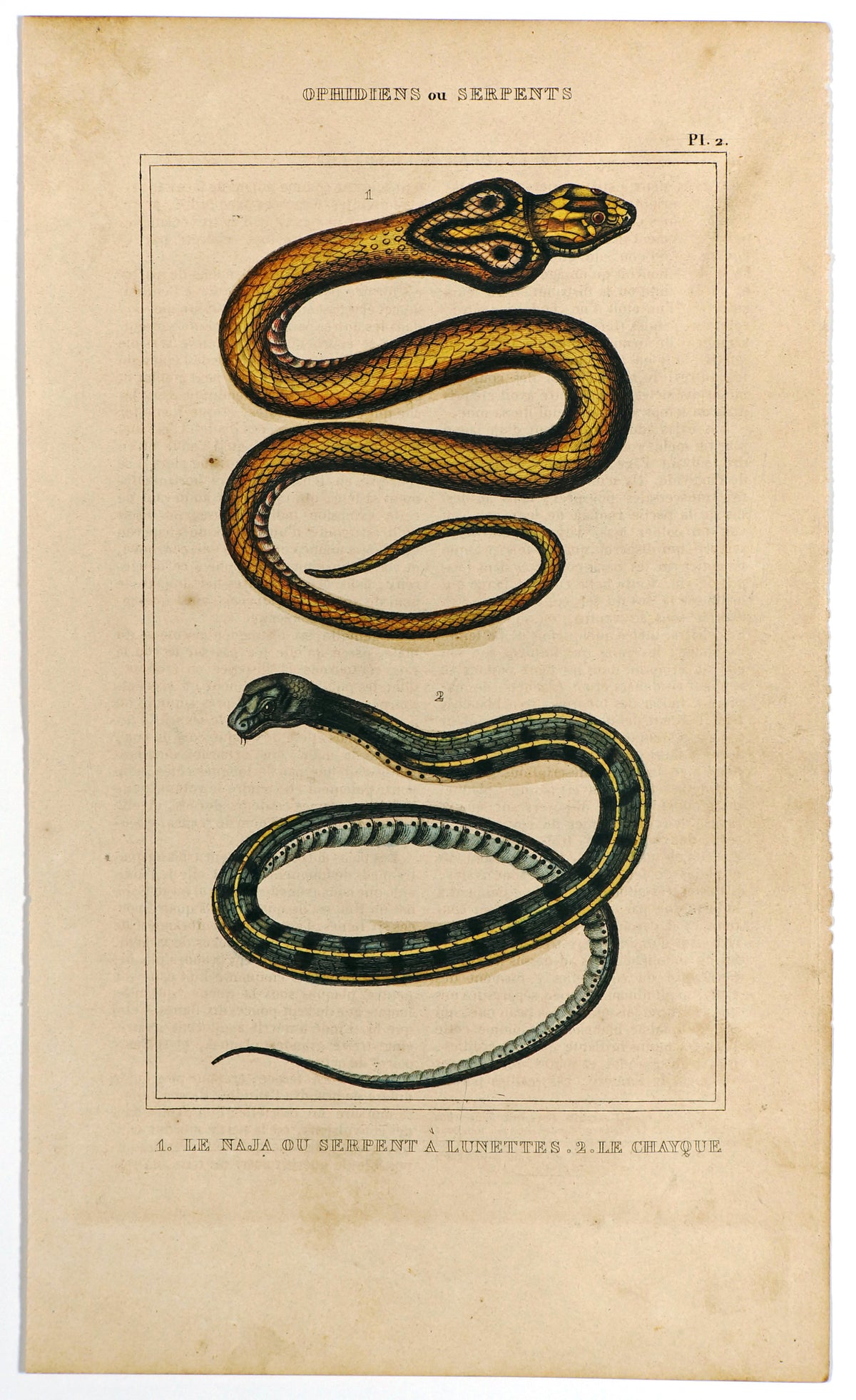 Naja Cobra, Colubrid Snakes, Hand Colored Antique Engraving - Authentic Vintage Antique Print