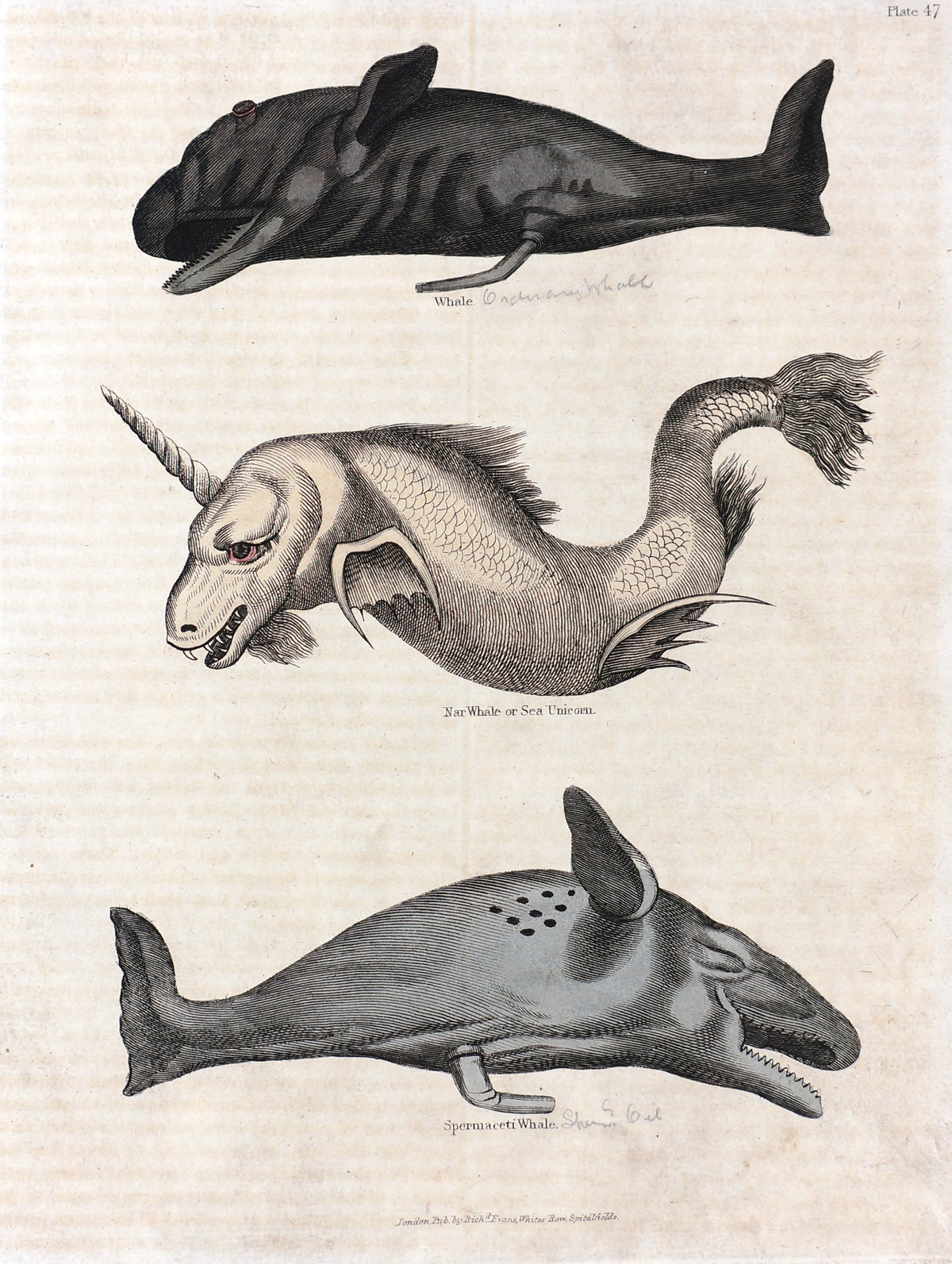 Sperm Whale, Sea Unicorn Hand colored Engraving - Authentic Vintage Poster