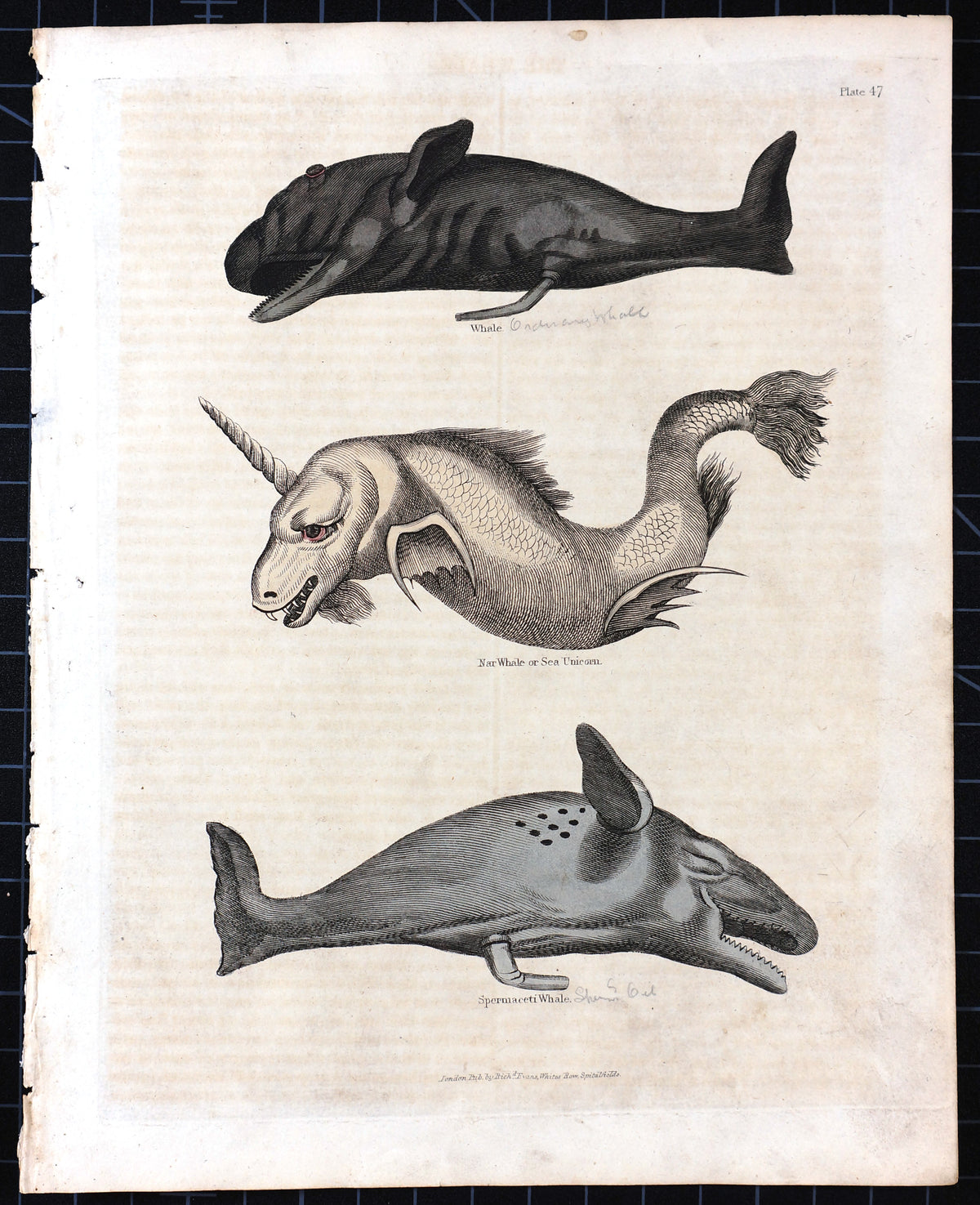 Sperm Whale, Sea Unicorn Hand colored Engraving - Authentic Vintage Poster