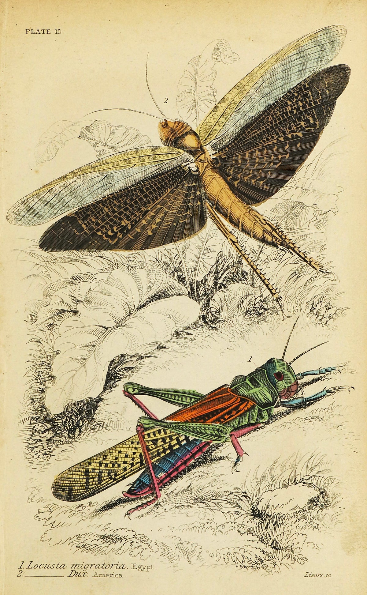 Locusts Hand Colored Engraving - Authentic Vintage Antique Print