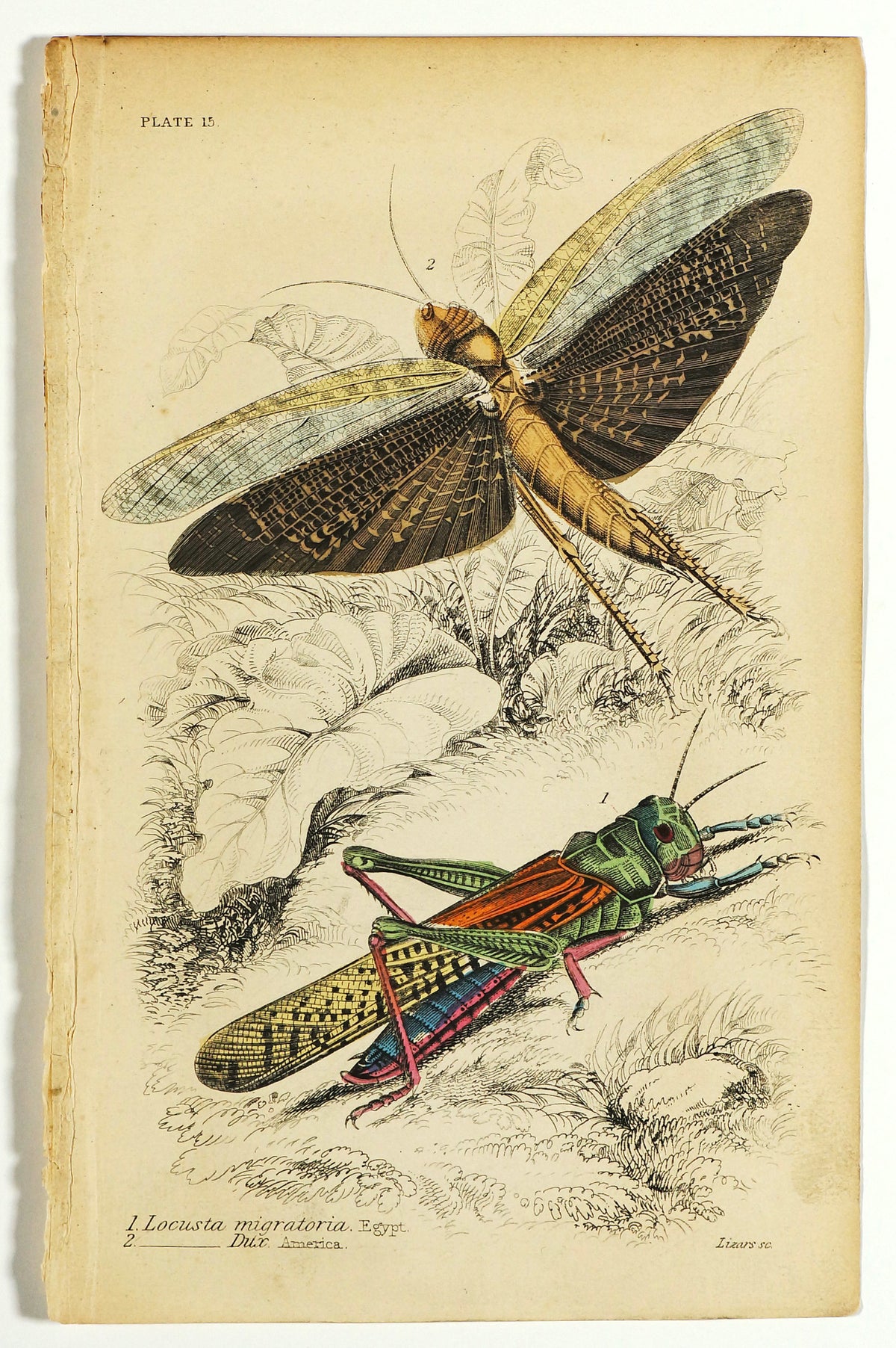 Locusts Hand Colored Engraving - Authentic Vintage Antique Print