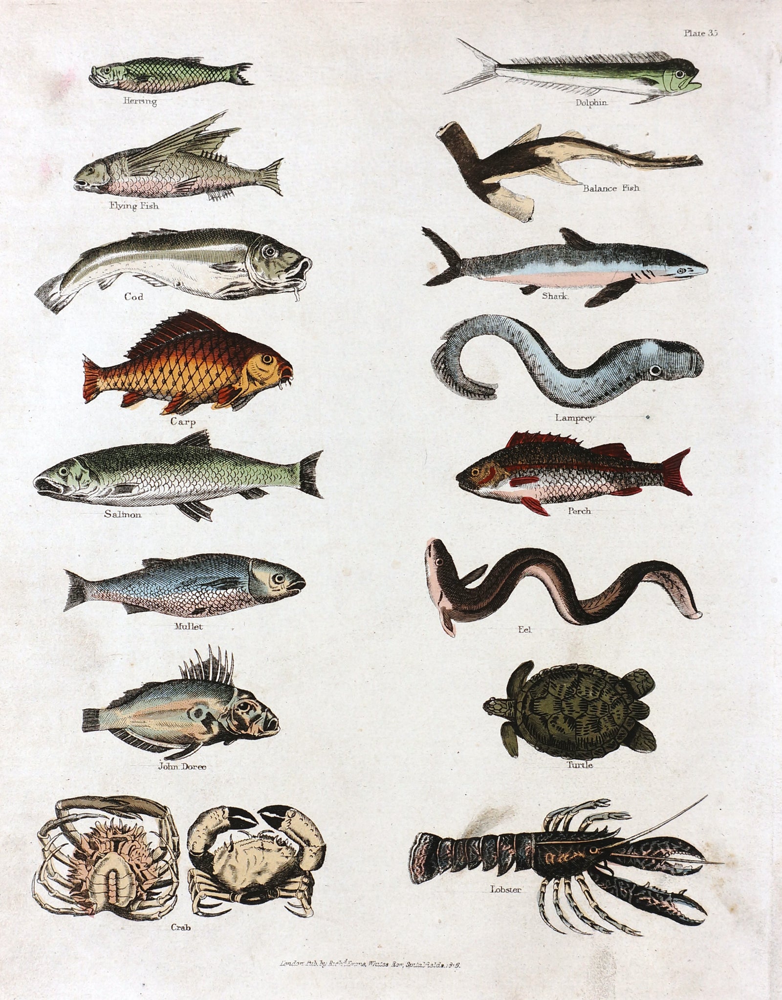 Lobster, Crab, Shark & Turtle Hand Colored Engraving - Authentic Vintage Antique Print