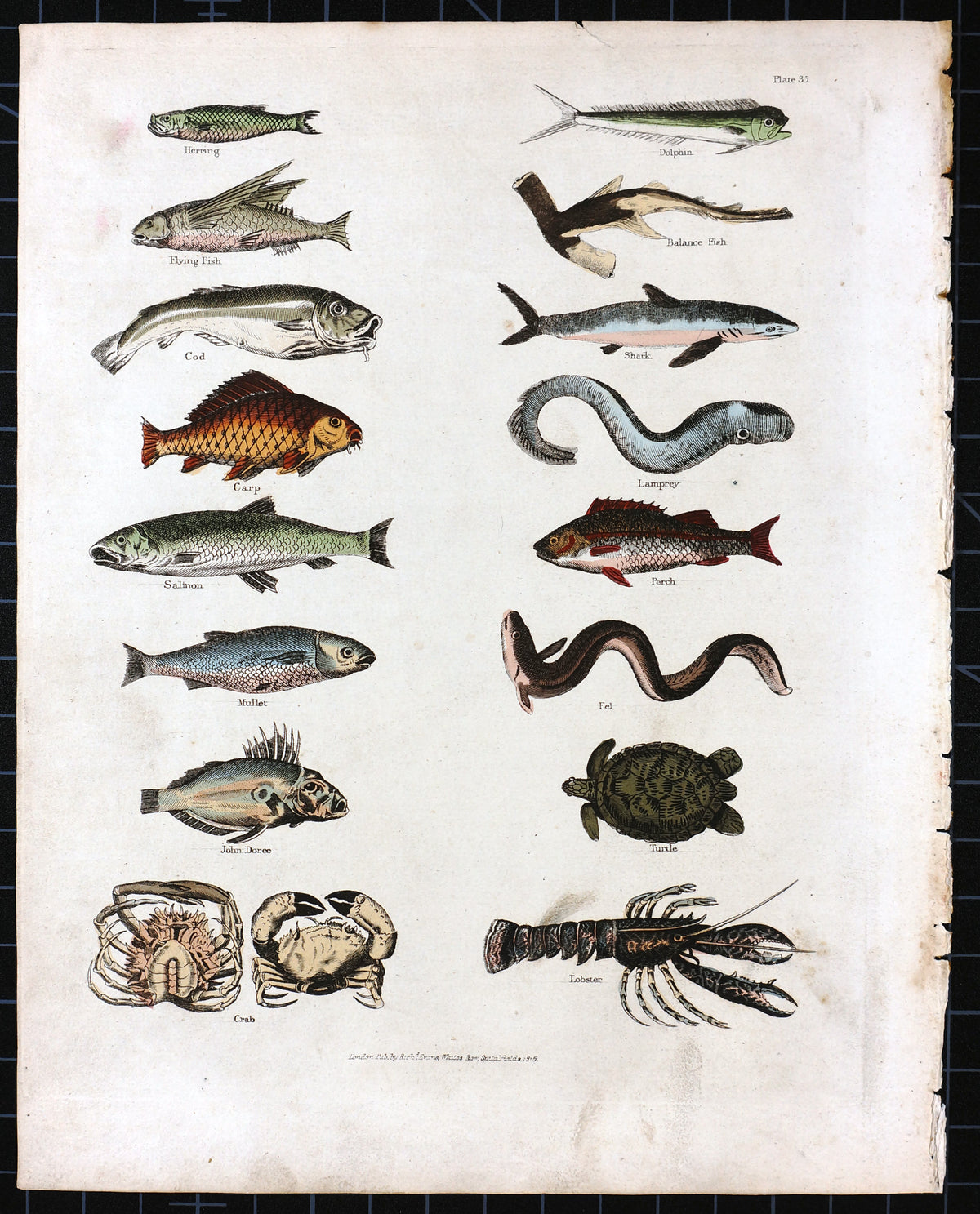 Lobster, Crab, Shark &amp; Turtle Hand Colored Engraving - Authentic Vintage Antique Print