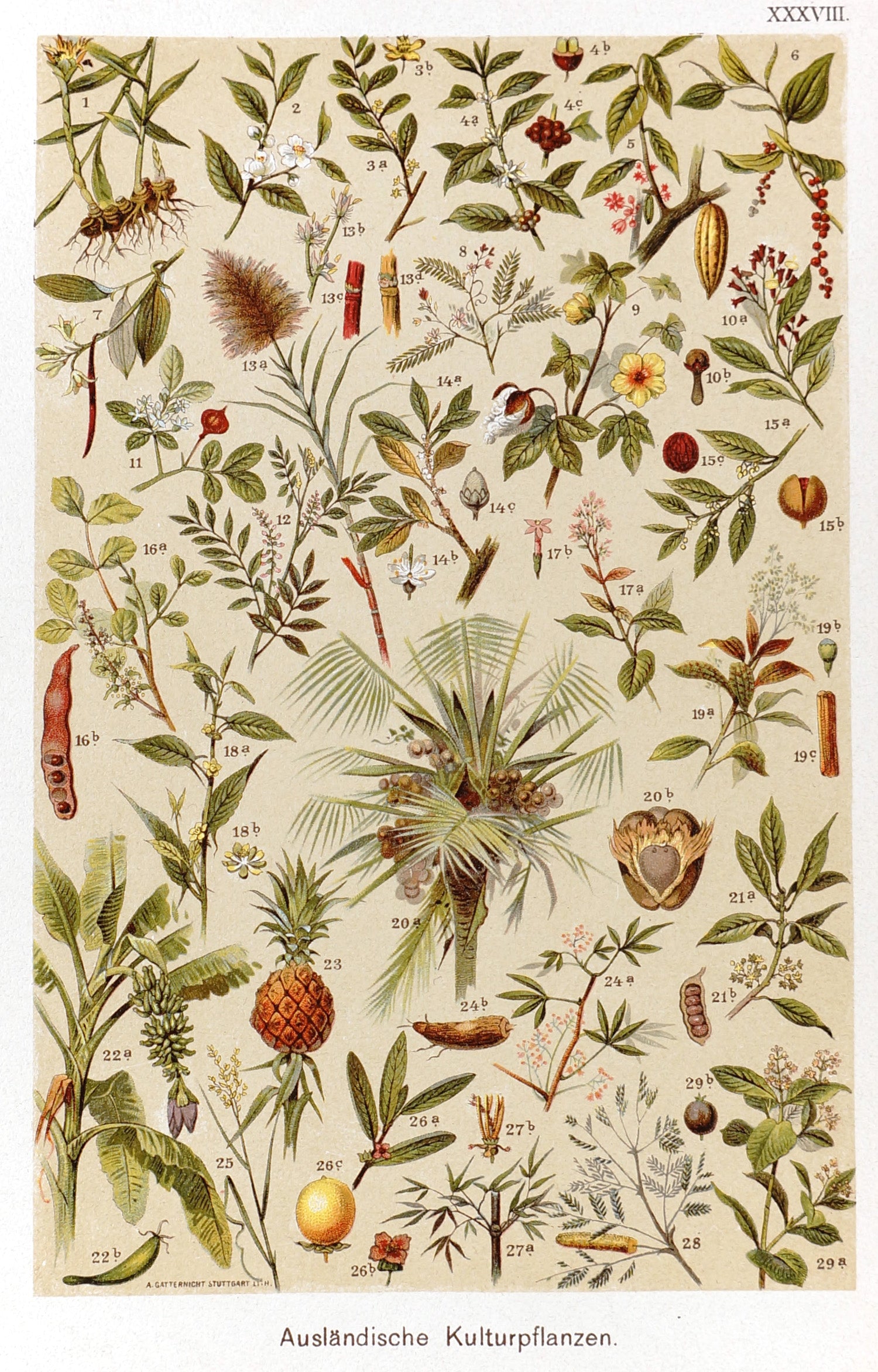 Tropical Botanicals Antique Chromolithograph - Authentic Vintage Antique Print